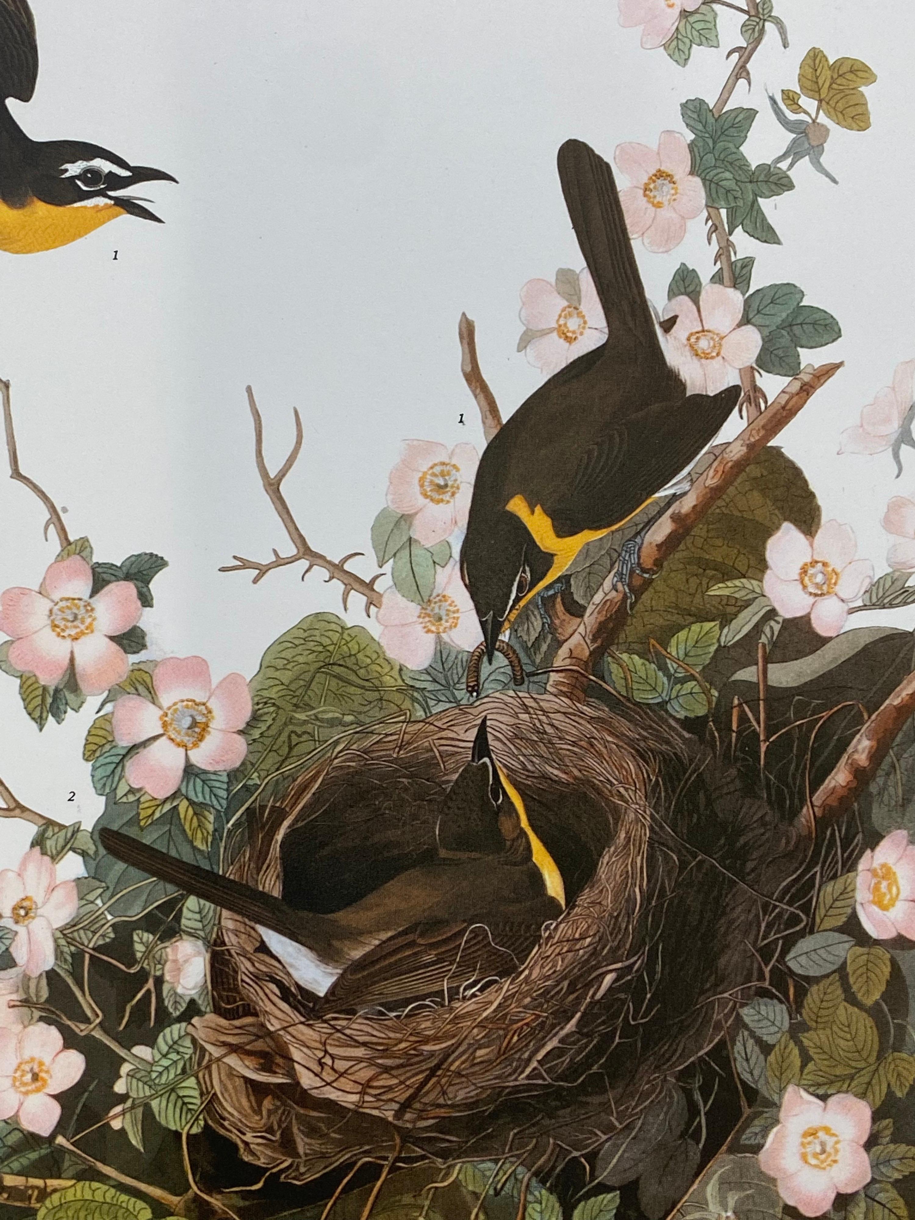20th Century Large Classical Bird Color Print after John James Audubon, Yellow Breasted Chat For Sale