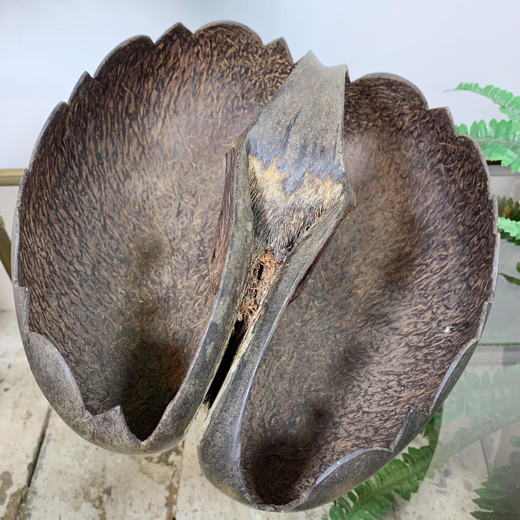 Large Coco De Mer Carved Bowl 3
