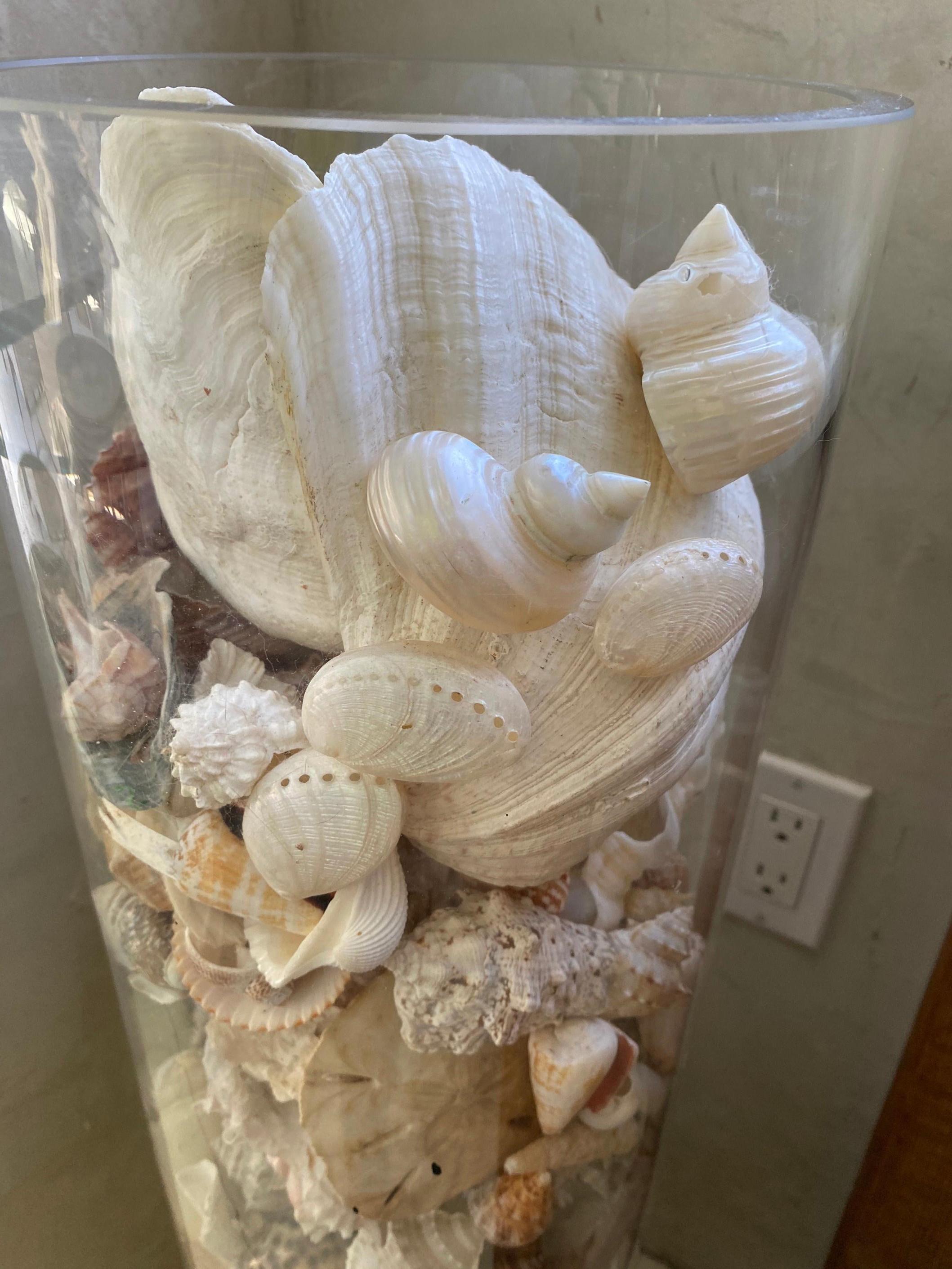 A large collection of exotic seashells arranged and displayed in a tall cylindrical glass container. A wonderful decorative interest in any room or take individual shells or a grouping and create something wonderful. The shells are stunningly