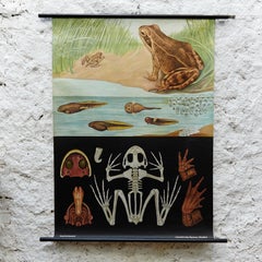 Large Colorful Frog Vintage Teaching Chart from Germany, 1954