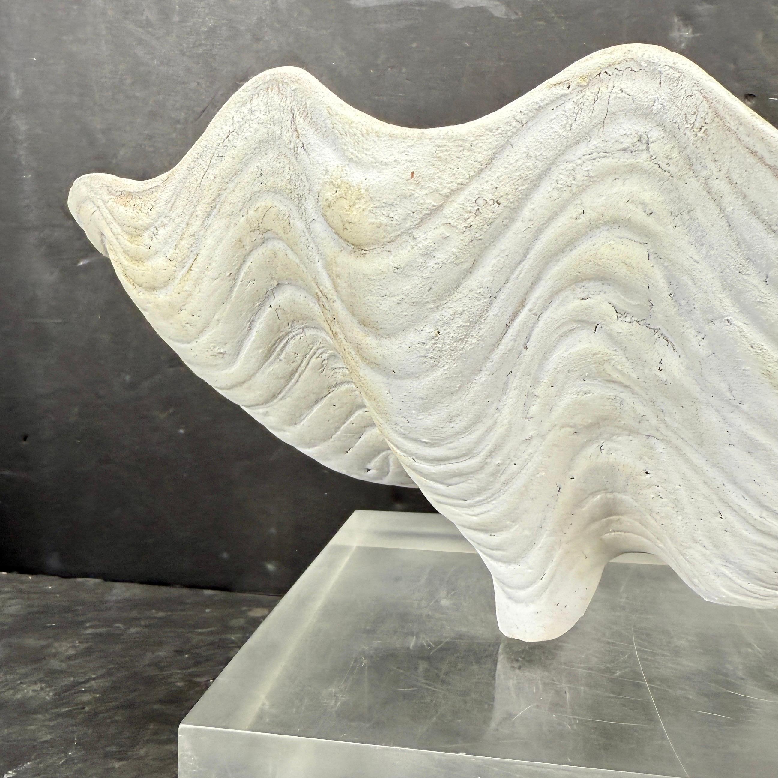 Grand centre de table Sculpture de coquillages en terre cuite Conch Planter en vente 2