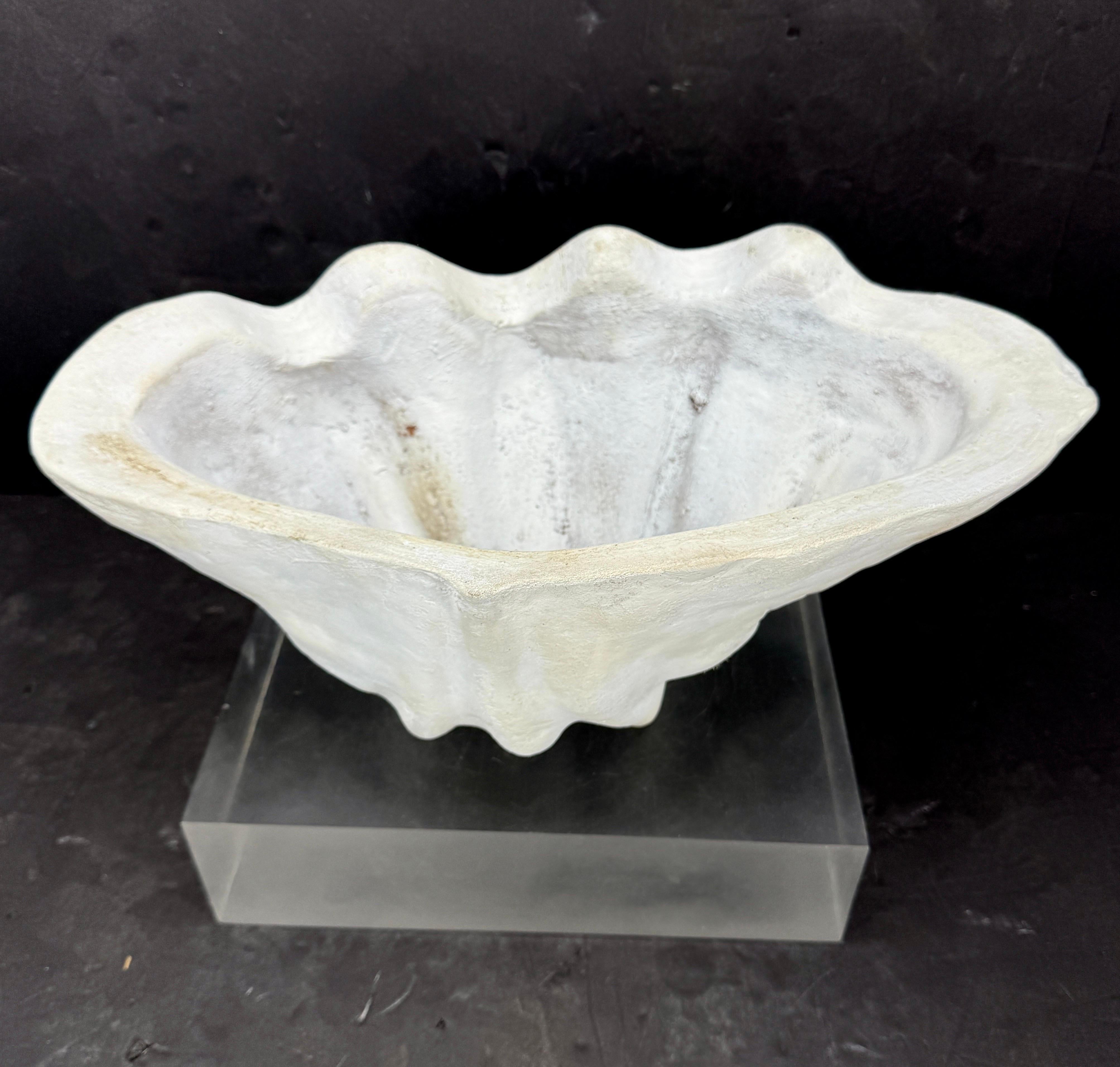 Grand centre de table Sculpture de coquillages en terre cuite Conch Planter en vente 1
