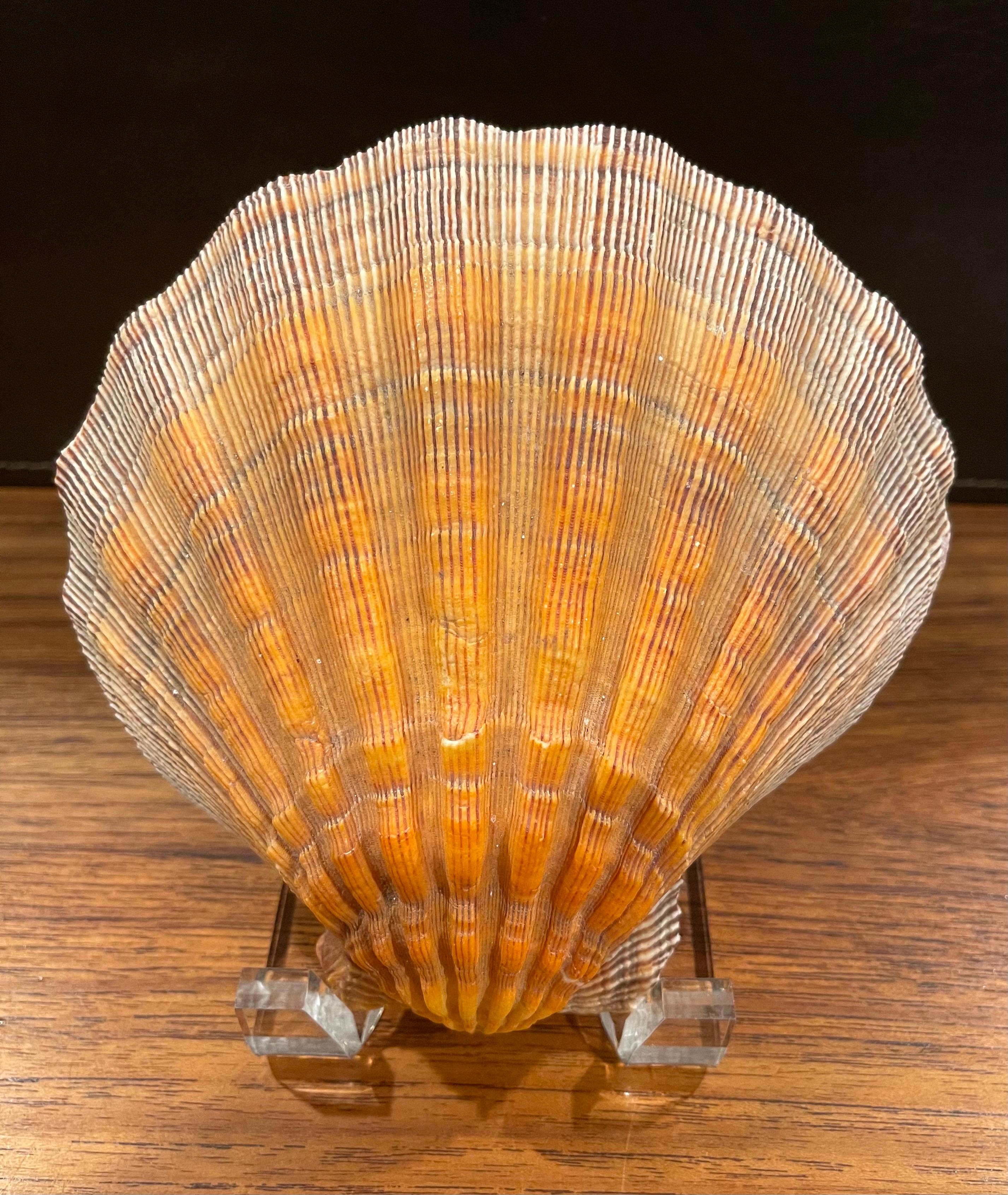 Large Copper Colored Clam Shell Displayed on Lucite Stand For Sale 4