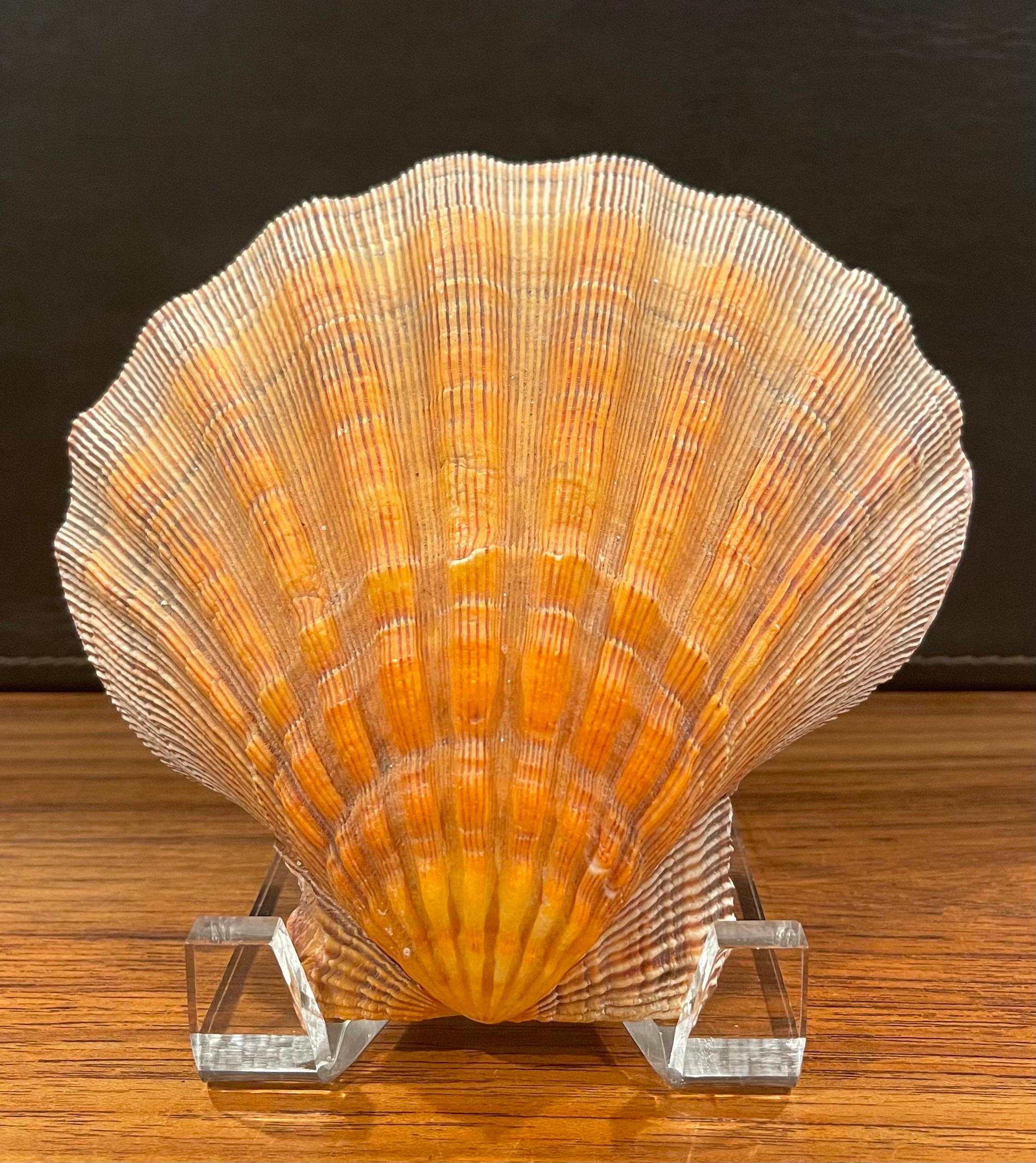 Large Copper Colored Clam Shell Displayed on Lucite Stand For Sale 5