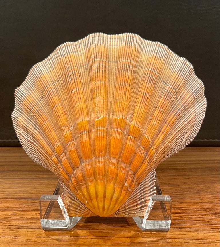 Large Copper Colored Clam Shell Displayed on Lucite Stand For Sale at ...