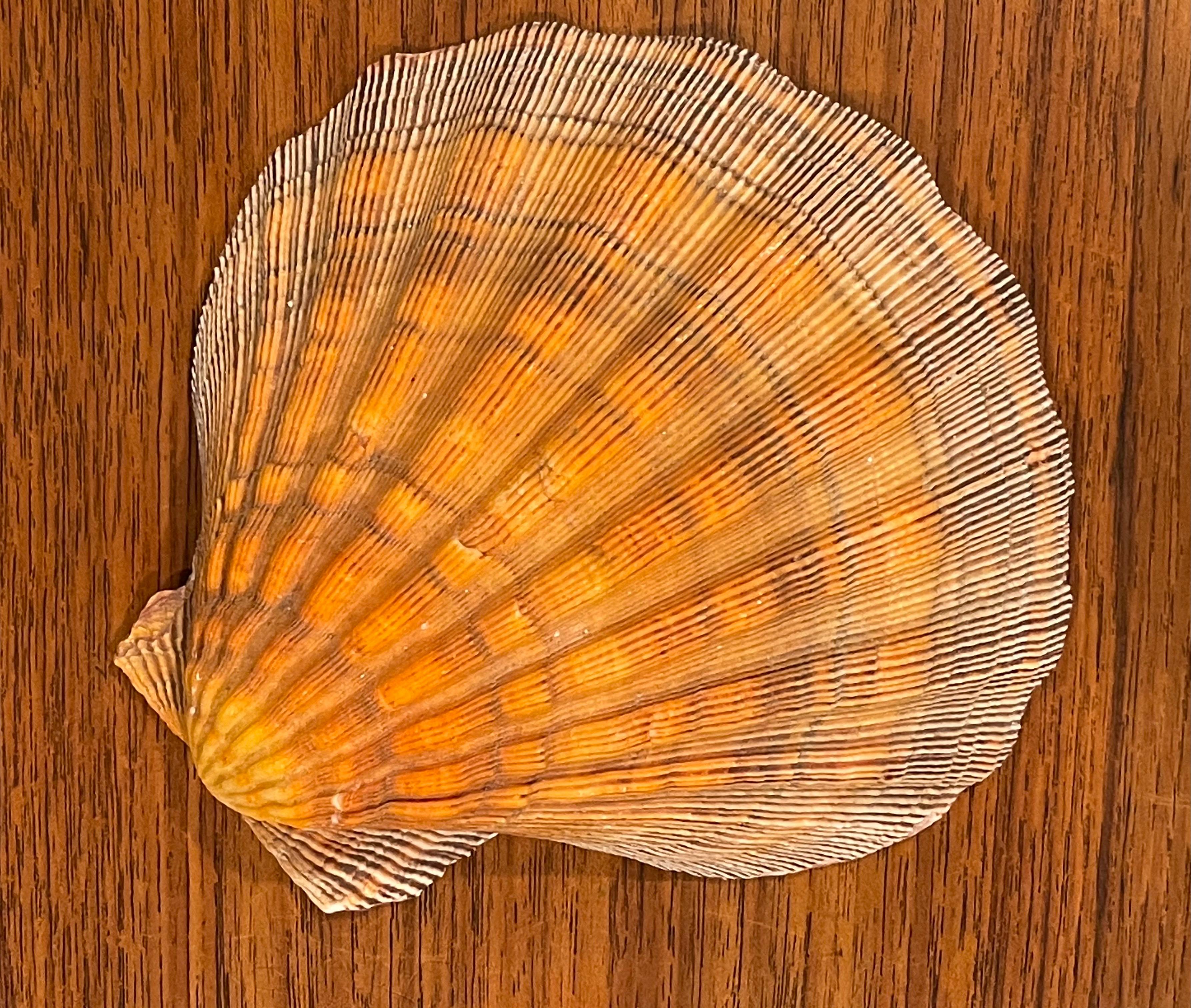 Beautiful and elegant large copper colored clam shell presented on a lucite stand. The shell measures 6.5