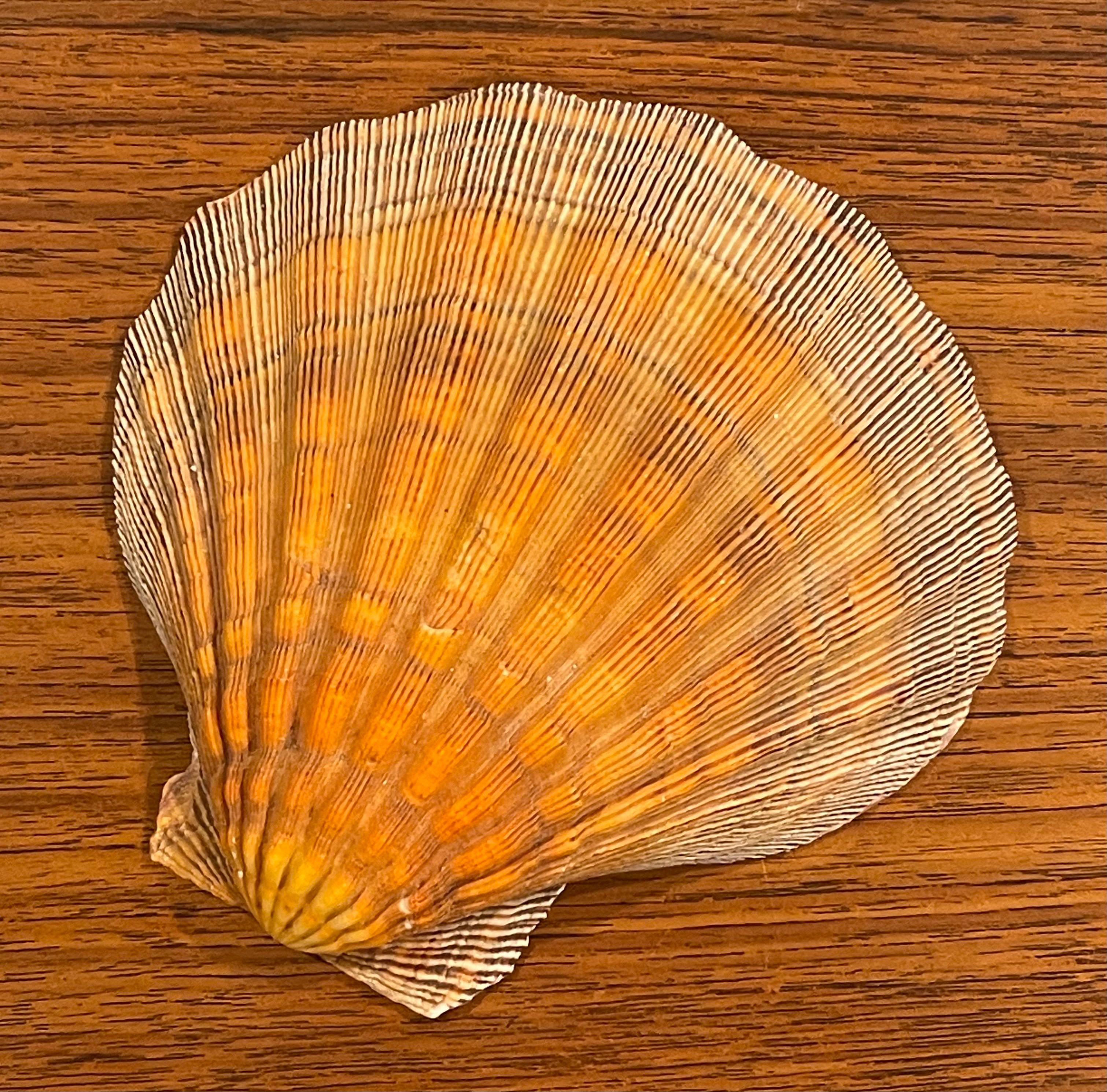American Large Copper Colored Clam Shell Displayed on Lucite Stand For Sale