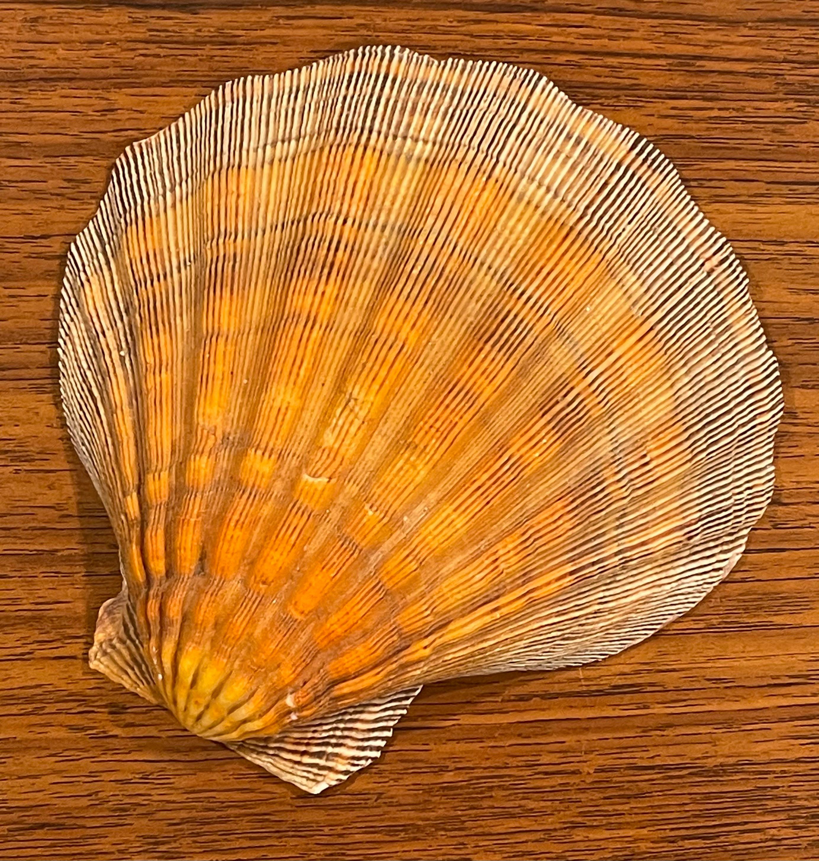 Large Copper Colored Clam Shell Displayed on Lucite Stand In Good Condition For Sale In San Diego, CA