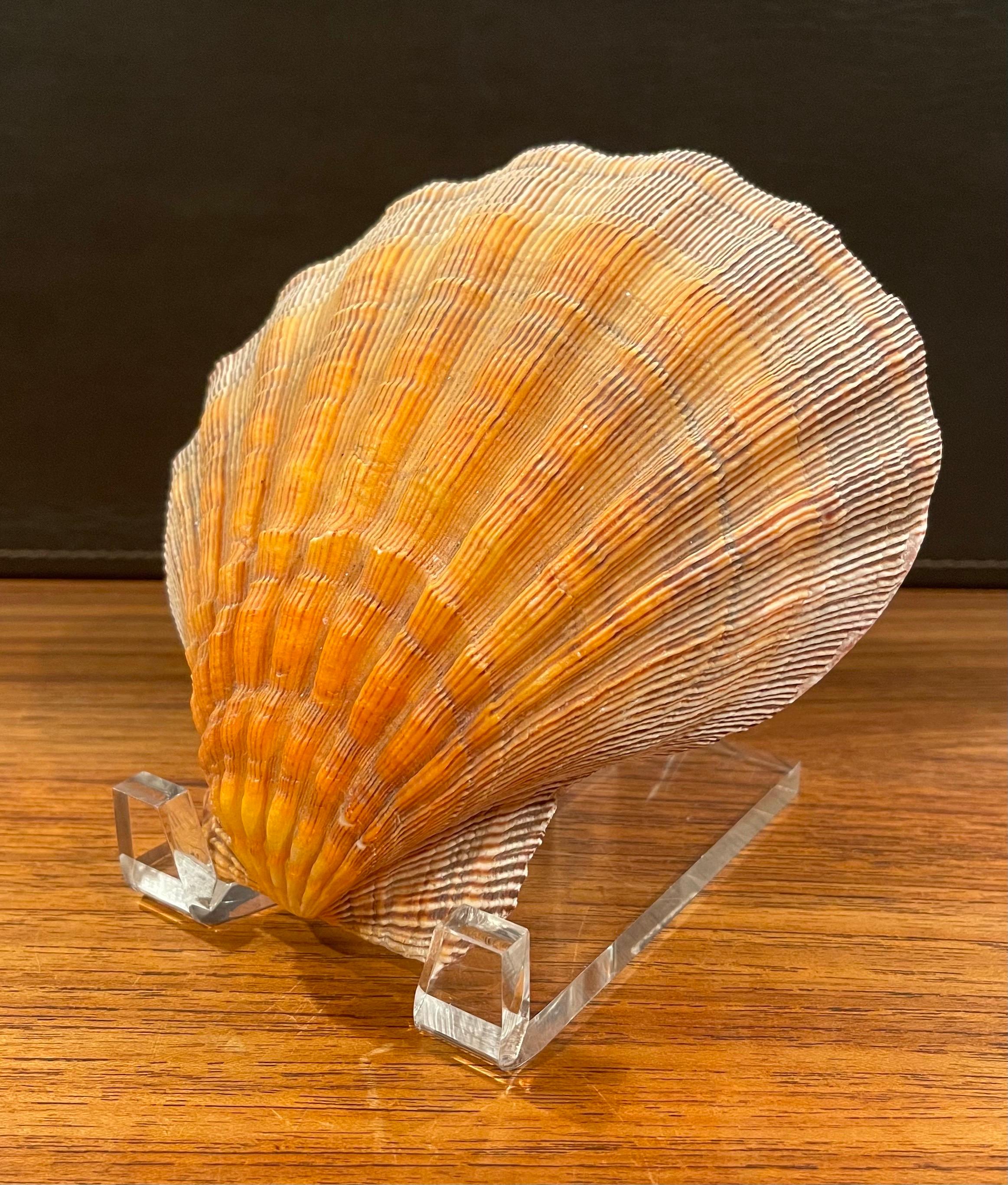 20th Century Large Copper Colored Clam Shell Displayed on Lucite Stand For Sale