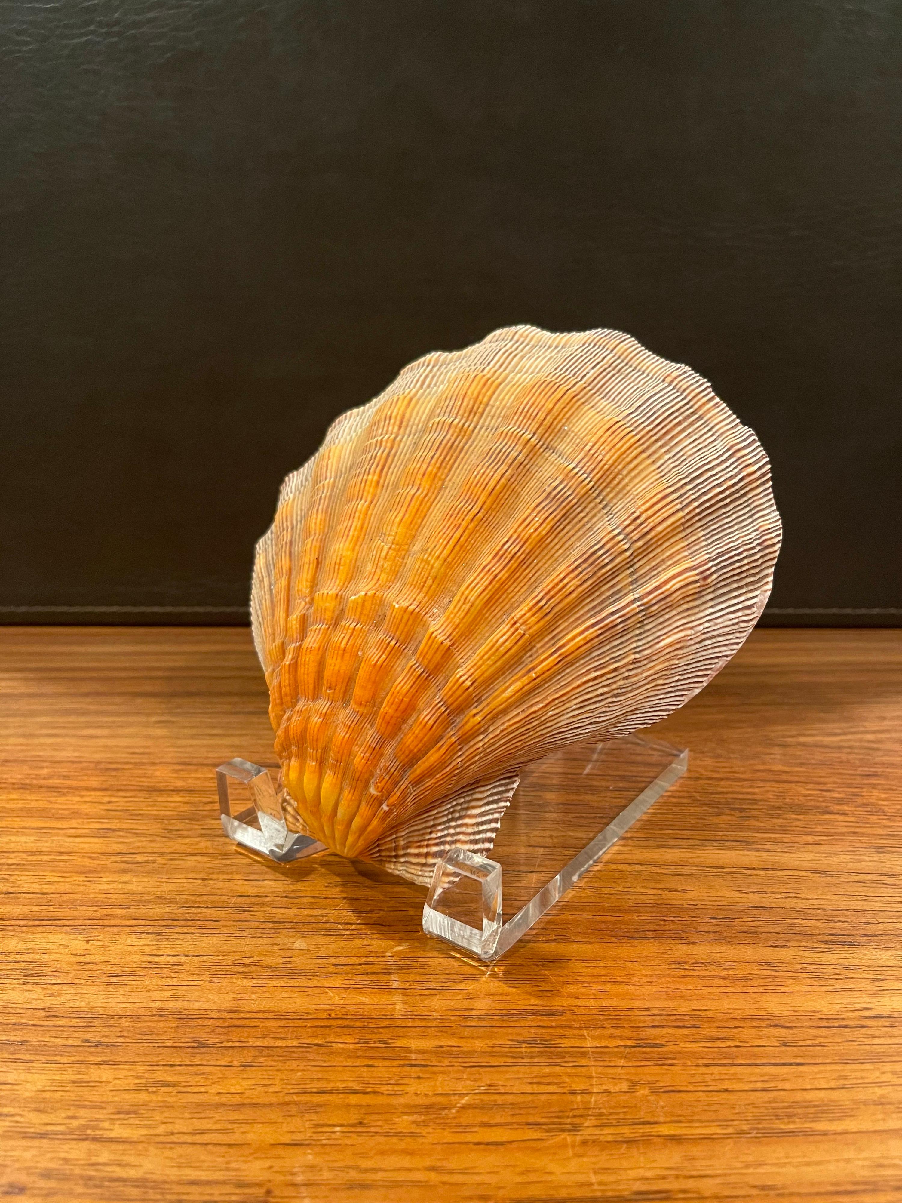 Large Copper Colored Clam Shell Displayed on Lucite Stand For Sale 1