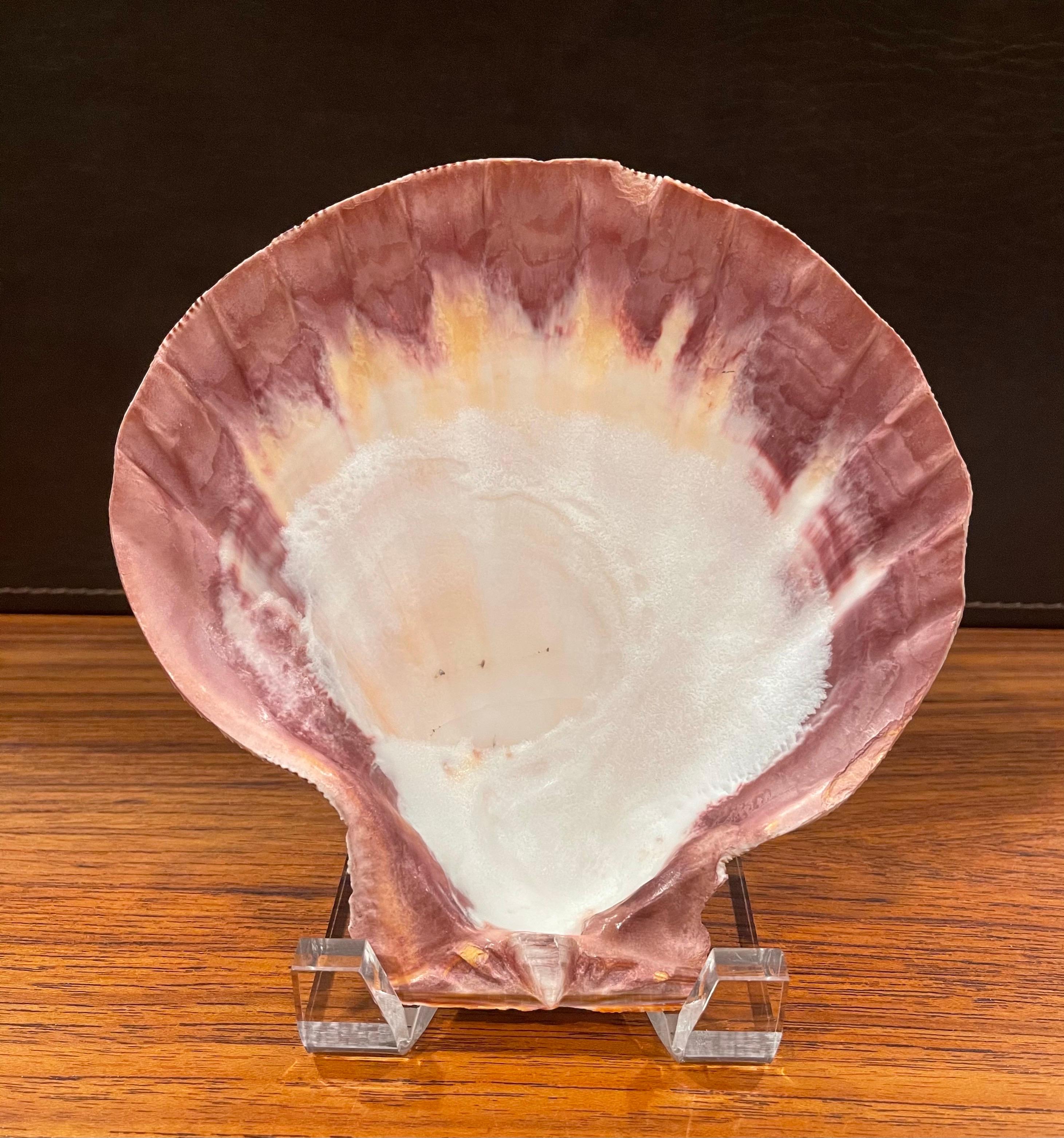 Large Copper Colored Clam Shell Displayed on Lucite Stand For Sale 2