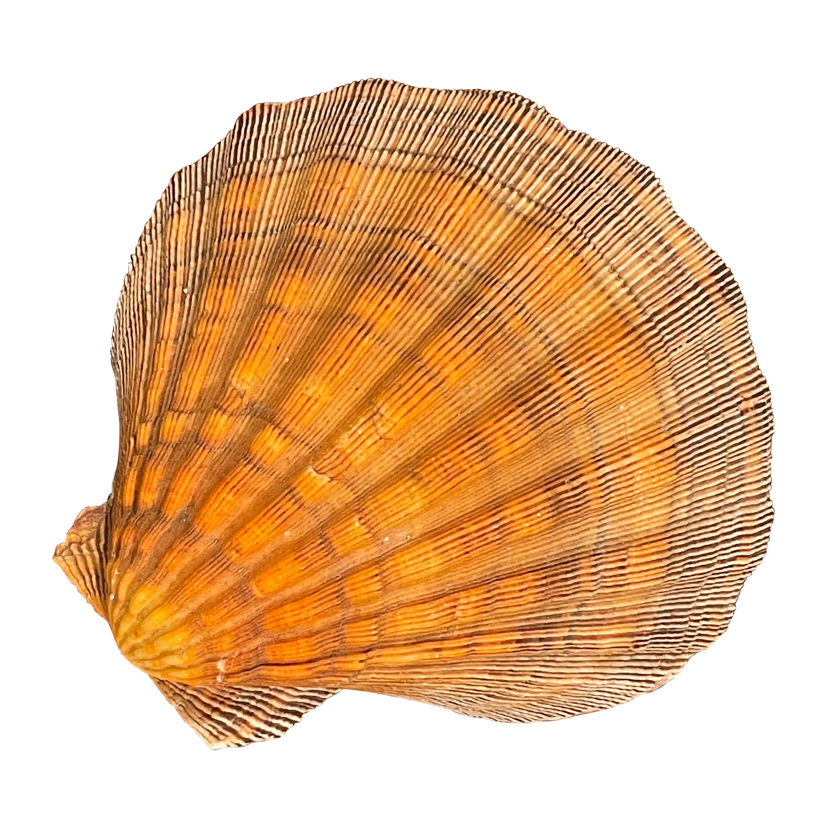 Large Copper Colored Clam Shell Displayed on Lucite Stand For Sale