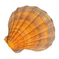 Large Copper Colored Clam Shell Displayed on Lucite Stand