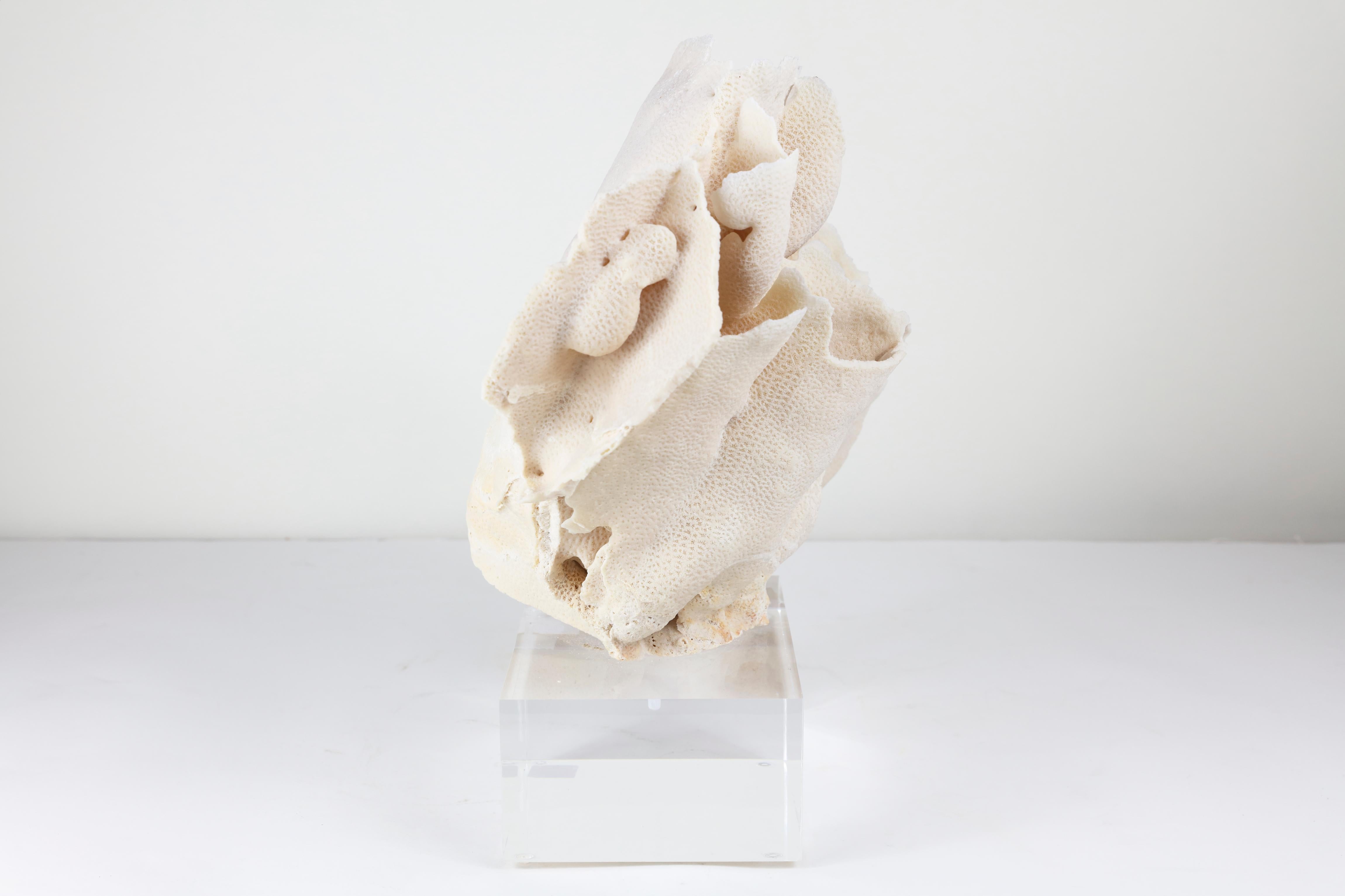 Unknown Large Coral on Lucite