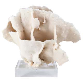 White Branch Coral Sculpture on Lucite For Sale at 1stDibs
