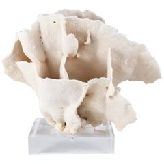 Large Coral on Lucite