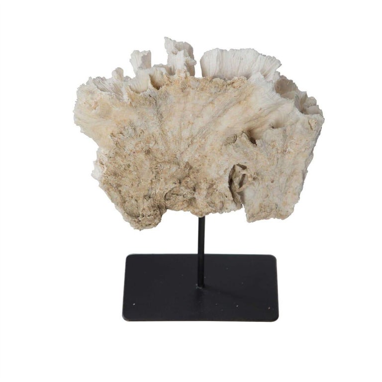 Large Coral On Stand at 1stDibs