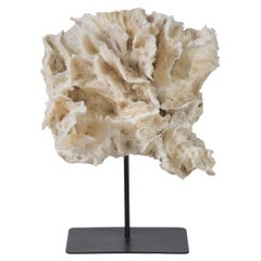 Large Coral On Stand
