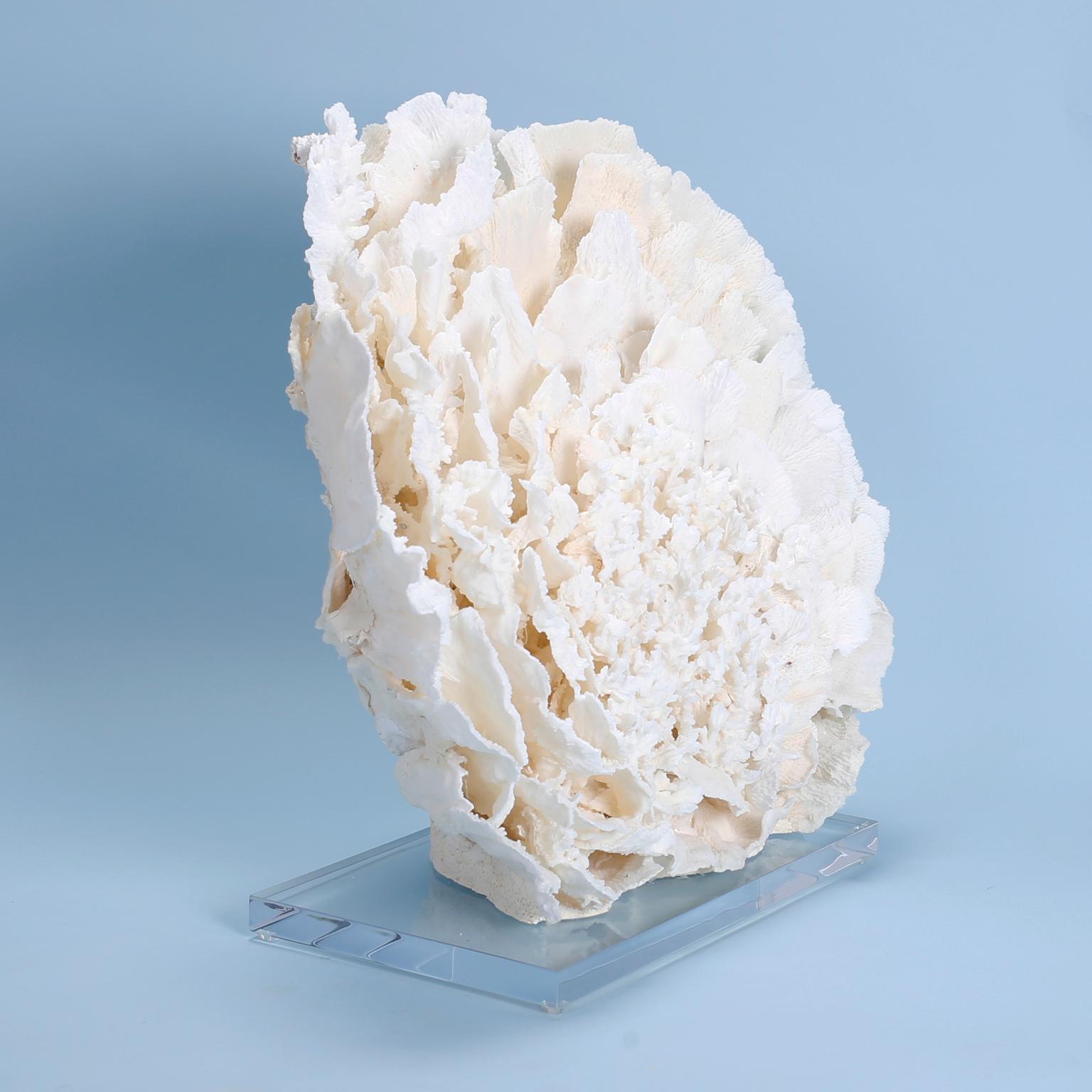 Large and impressive coral sculpture or assemblage designed and expertly crafted by F. S. Henemader from authentic coral with its bleached white color and sea inspired texture. Presented on a Lucite base to enhance the sculptural elements. Coral
