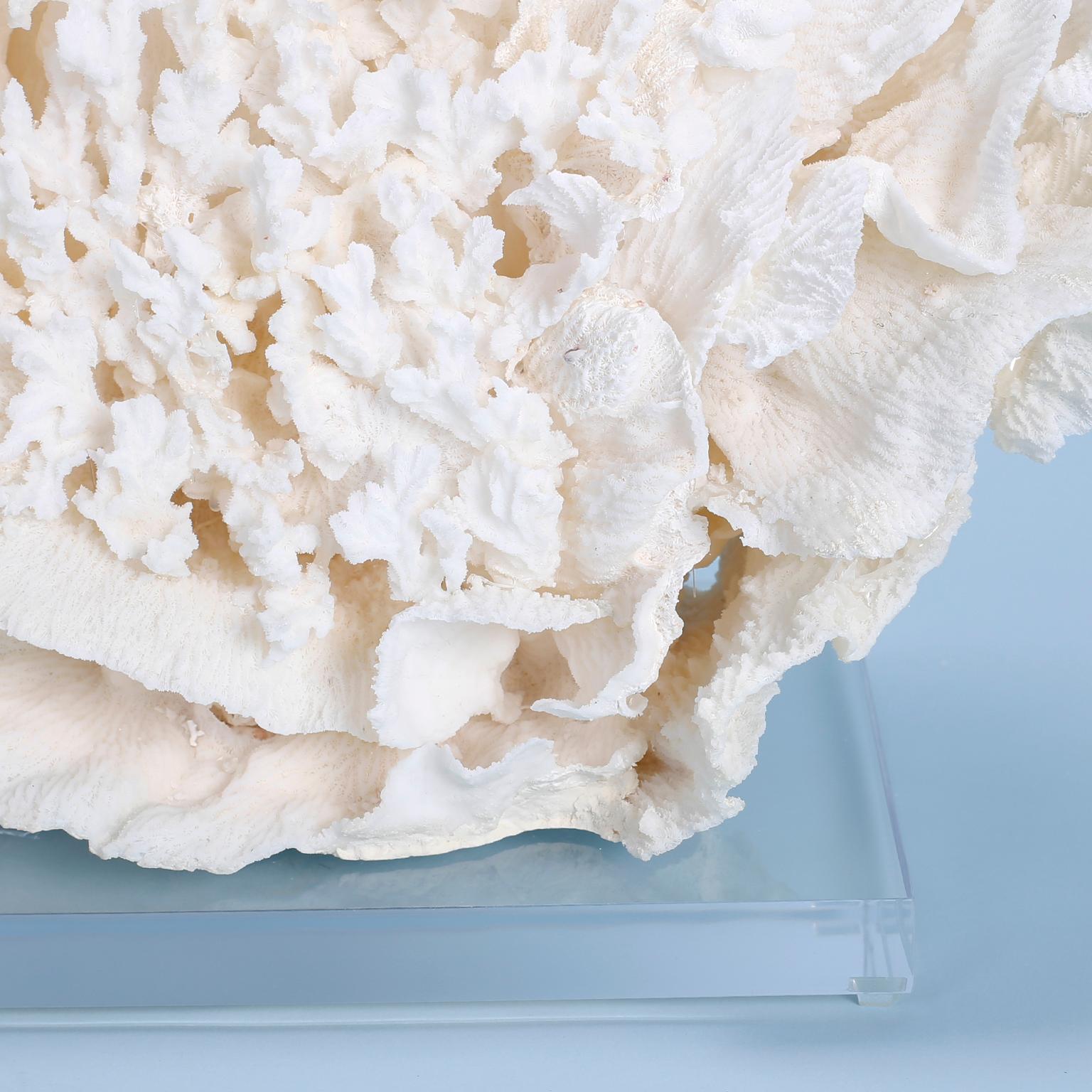 Large Coral Sculpture on Lucite In Good Condition In Palm Beach, FL