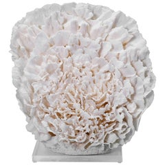 Large Coral Sculpture on Lucite