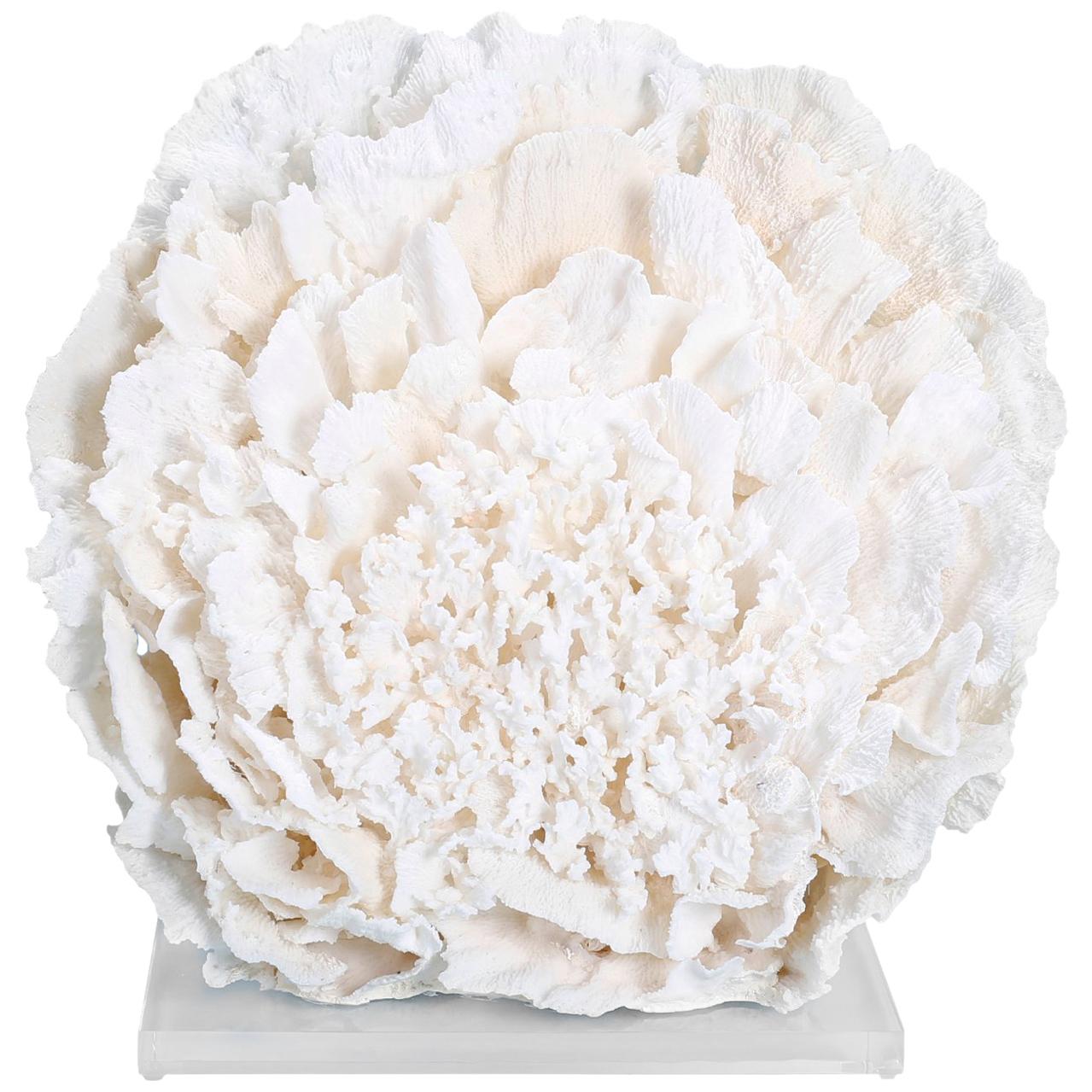 Large Coral Sculpture on Lucite