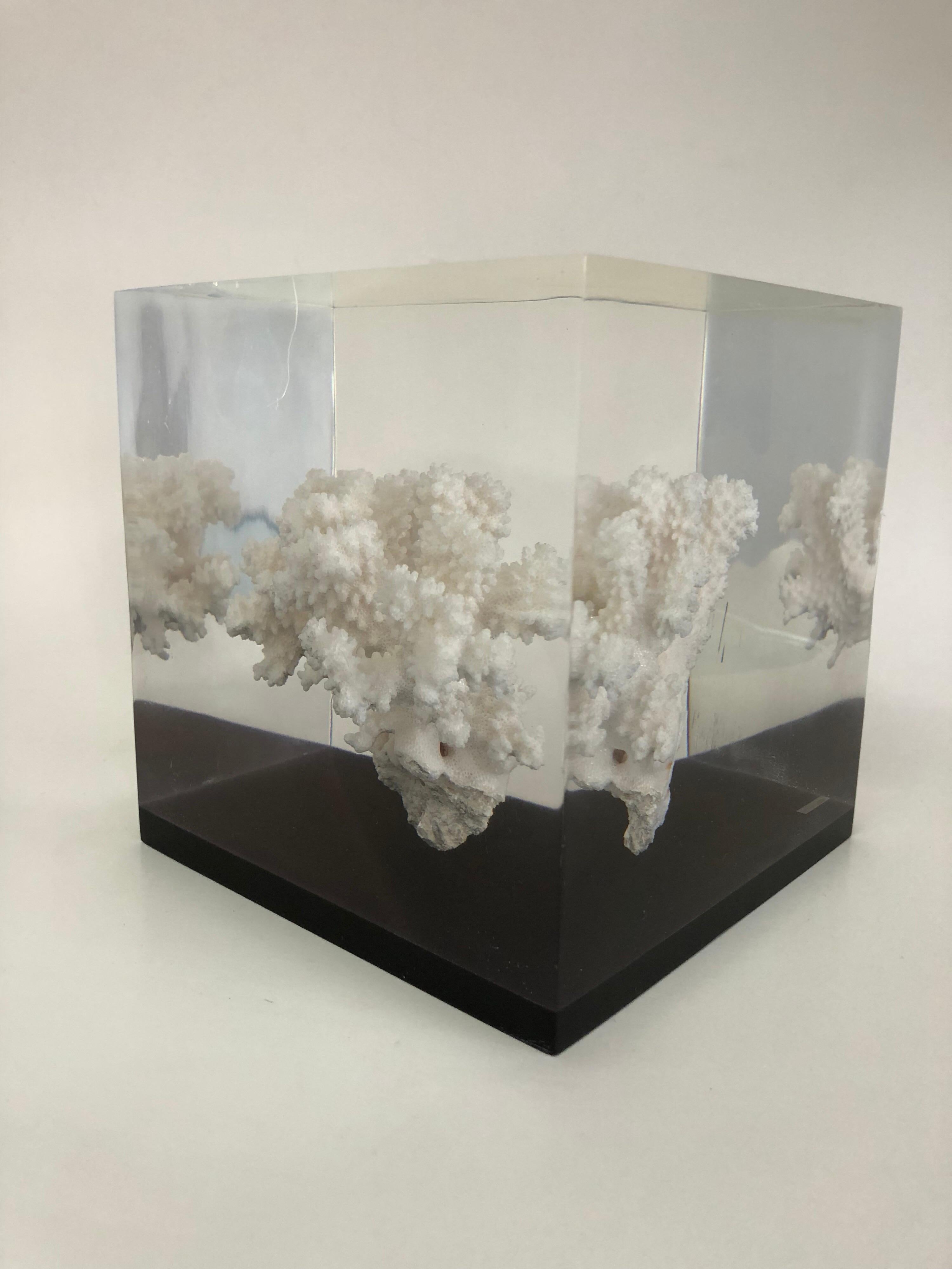 This is a clear acrylic block with a piece of coral suspended inside. Surrealist and modern.