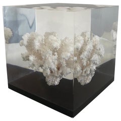 Large Coral Specimen Sculpture in Lucite Block, 1970s
