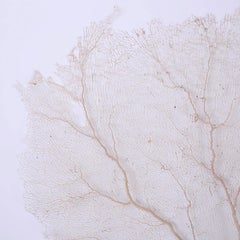 Large Cream Sea Fan