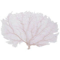 Large Cream Sea Fan