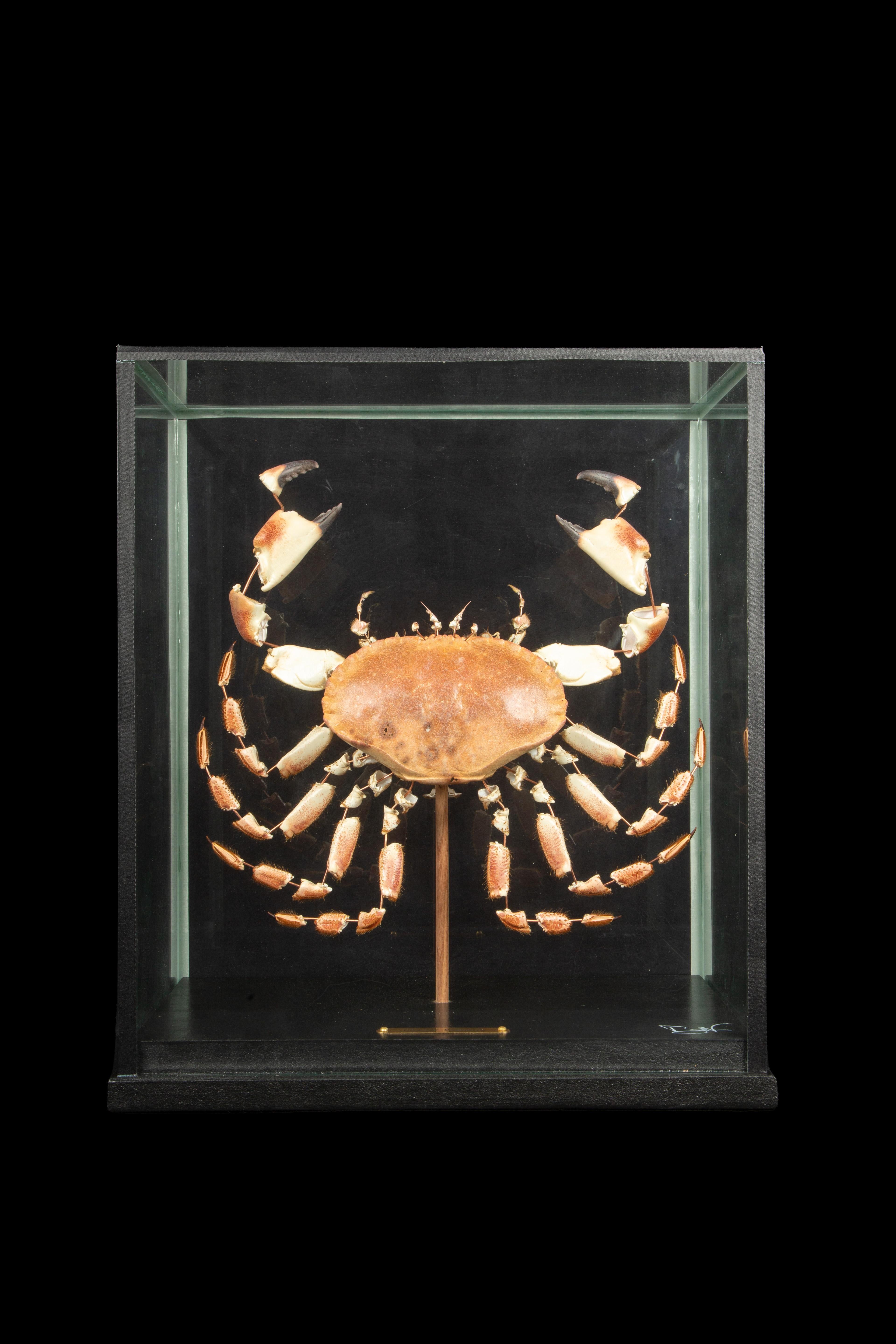 Large Deconstructed Brown Crab (Cancer Pagurus) Under a Custom Glass Case.

Cancer pagurus, also referred to as the brown crab or edible crab, is a crab species discovered in the North Sea, North Atlantic Ocean, and potentially the Mediterranean