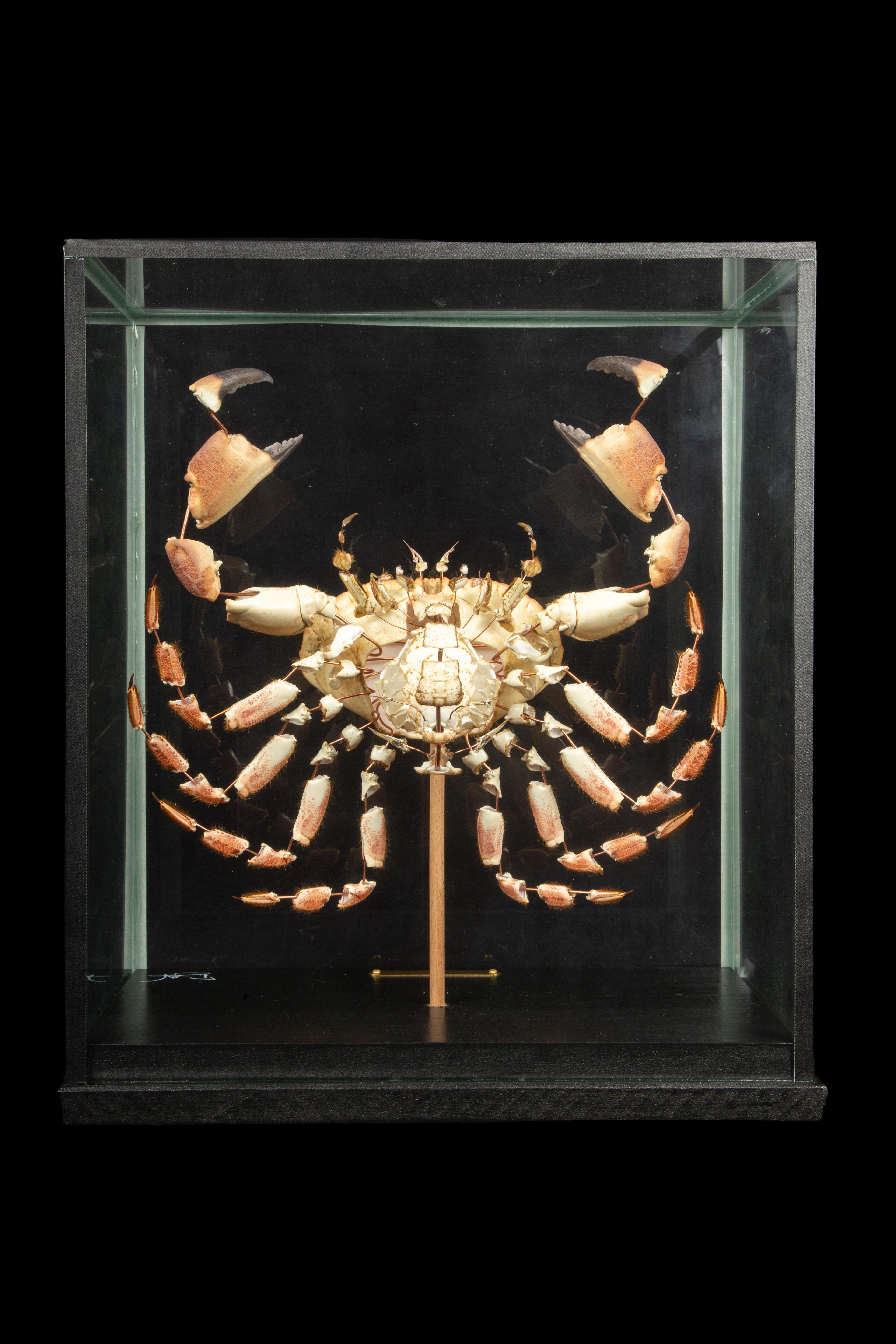 Other Large Deconstructed Brown Crab (Cancer Pagurus) in a Custom Glass Case