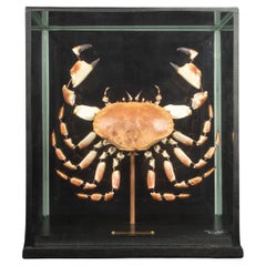 Large Deconstructed Brown Crab (Cancer Pagurus) in a Custom Glass Case