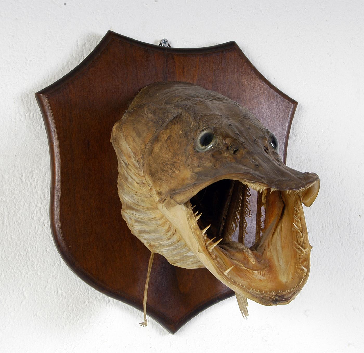 A wonderfully decorative Pike’s head presented with its mouth agape to show off its truly fearsome arrangement of teeth, mounted on a mahogany shield. Quite a handsome taxidermy example as far as Pike's head's go! Good color and very well presented