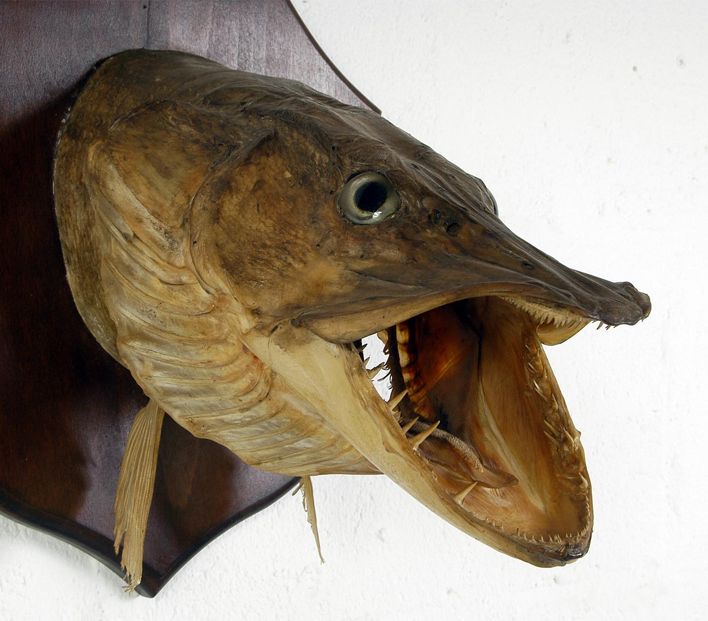 wall mounted fish
