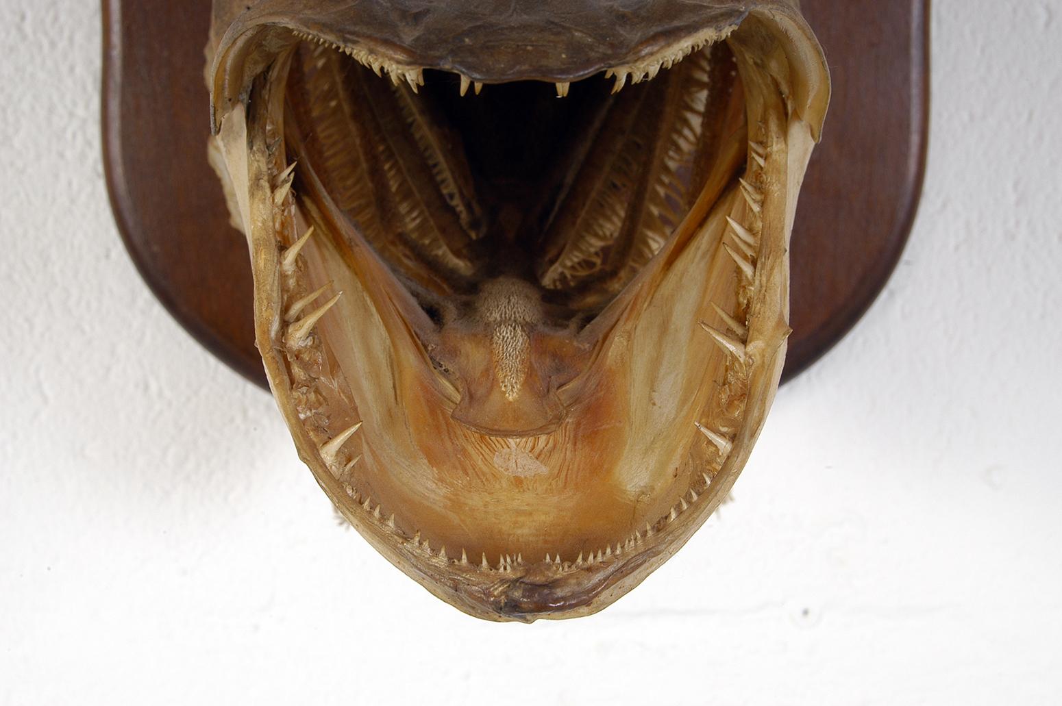 Large Decorative 20th Century Vintage Taxidermy Fish Wall Mounted Pike Head In Good Condition In Sherborne, Dorset