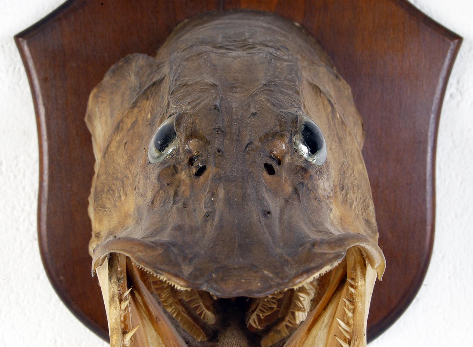 19th Century Large Decorative 20th Century Vintage Taxidermy Fish Wall Mounted Pike Head 