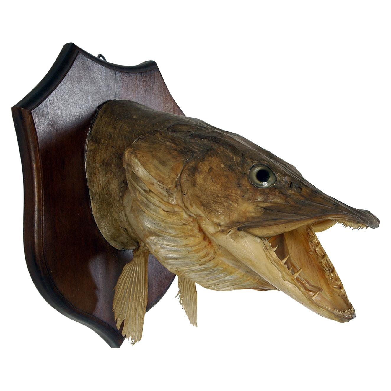 Large Decorative 20th Century Vintage Taxidermy Fish Wall Mounted Pike Head 