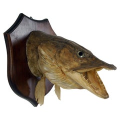 Large Decorative 20th Century Vintage Taxidermy Fish Wall Mounted Pike Head