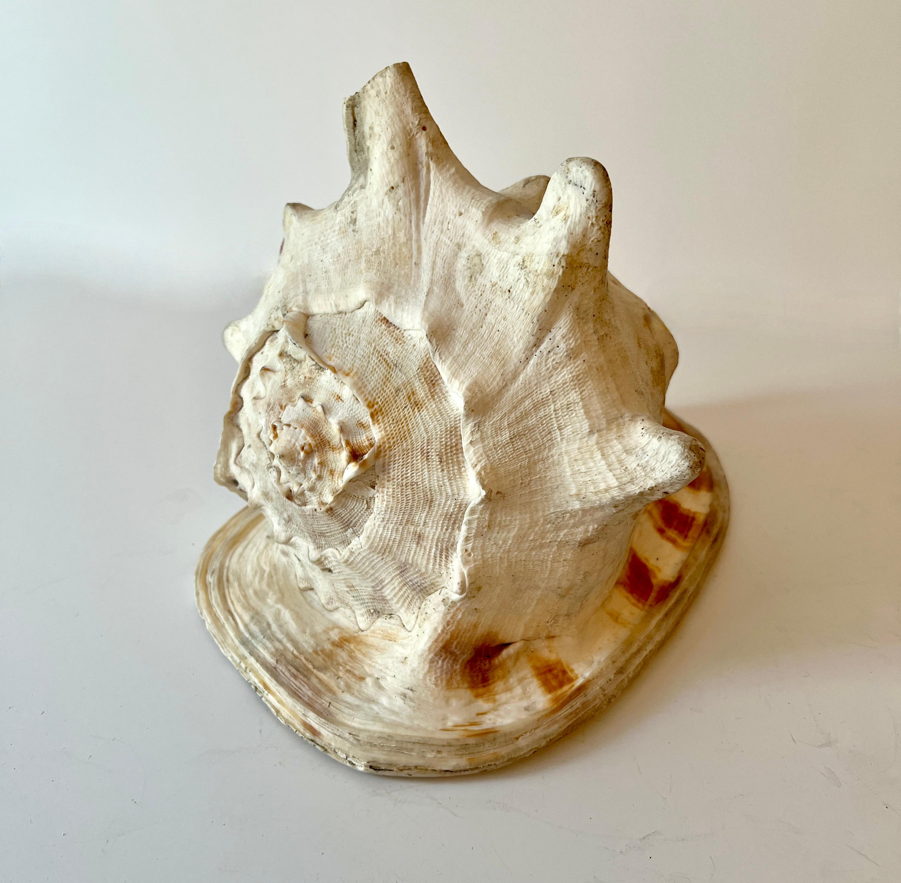 A large and beautiful Conch Shell - a Compliment to any cocktail table and especially those that are near water or the sea.

A true piece of natures are that will mix well with any story of nature or  a collection