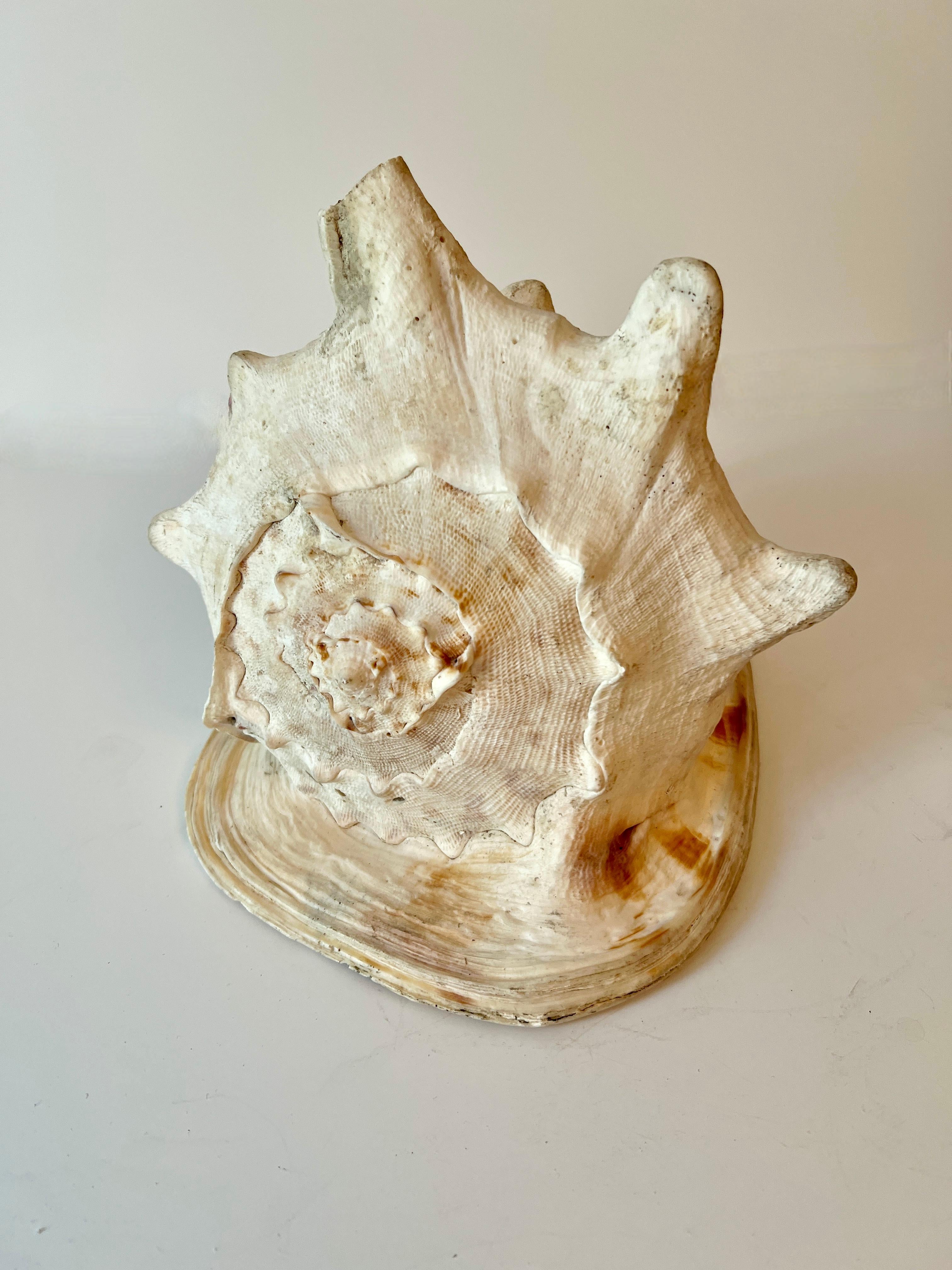 Organic Modern Large Decorative Conch Shell For Sale