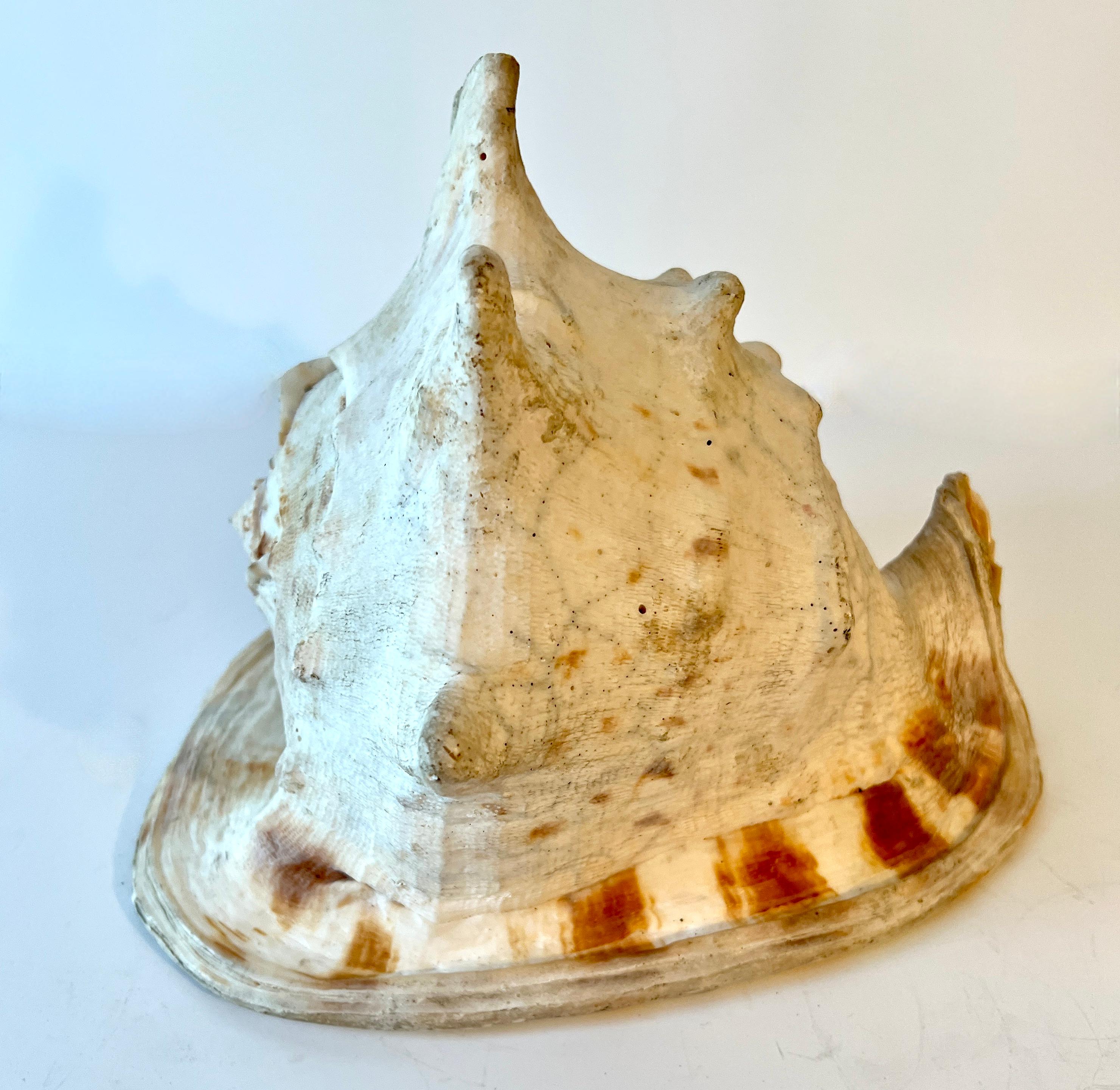 Patinated Large Decorative Conch Shell For Sale