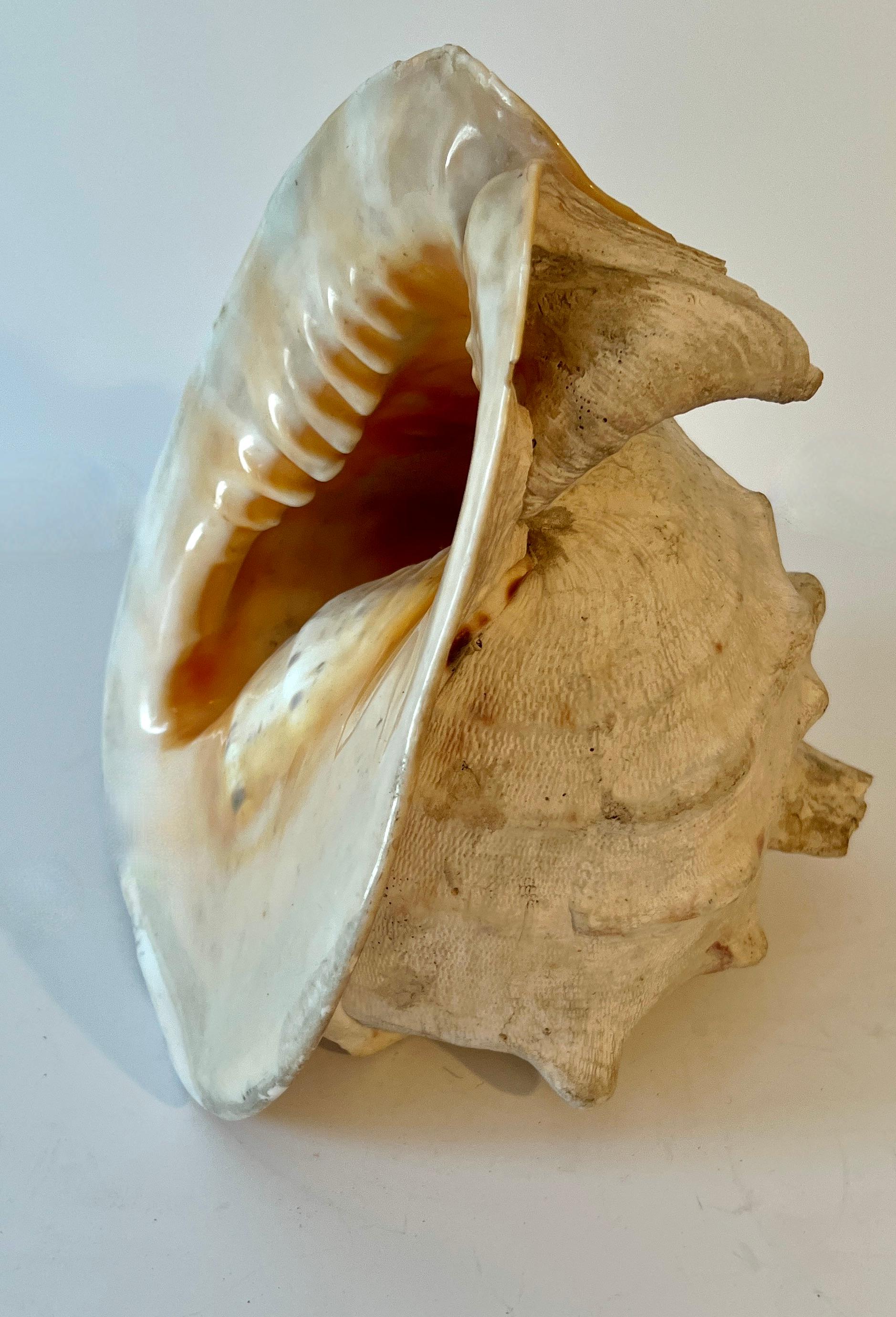 Large Decorative Conch Shell In Good Condition For Sale In Los Angeles, CA