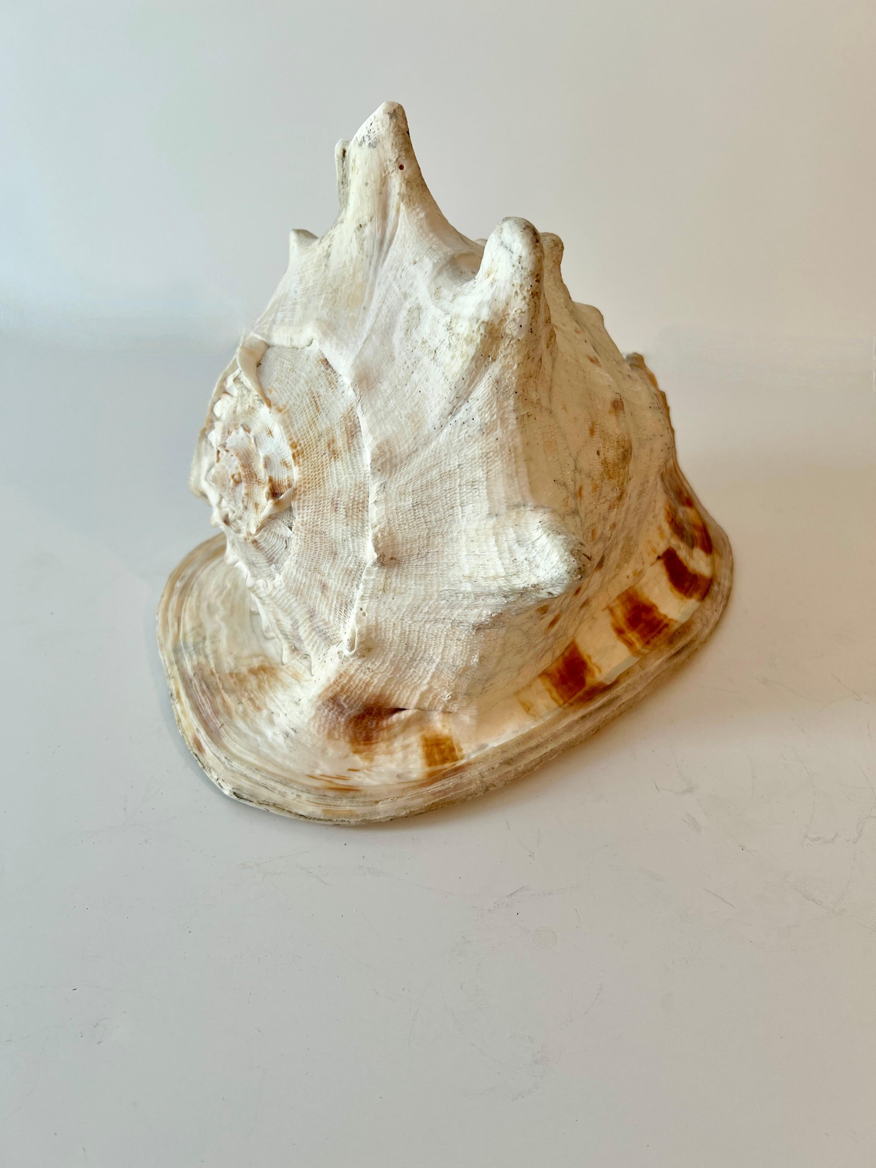 20th Century Large Decorative Conch Shell For Sale