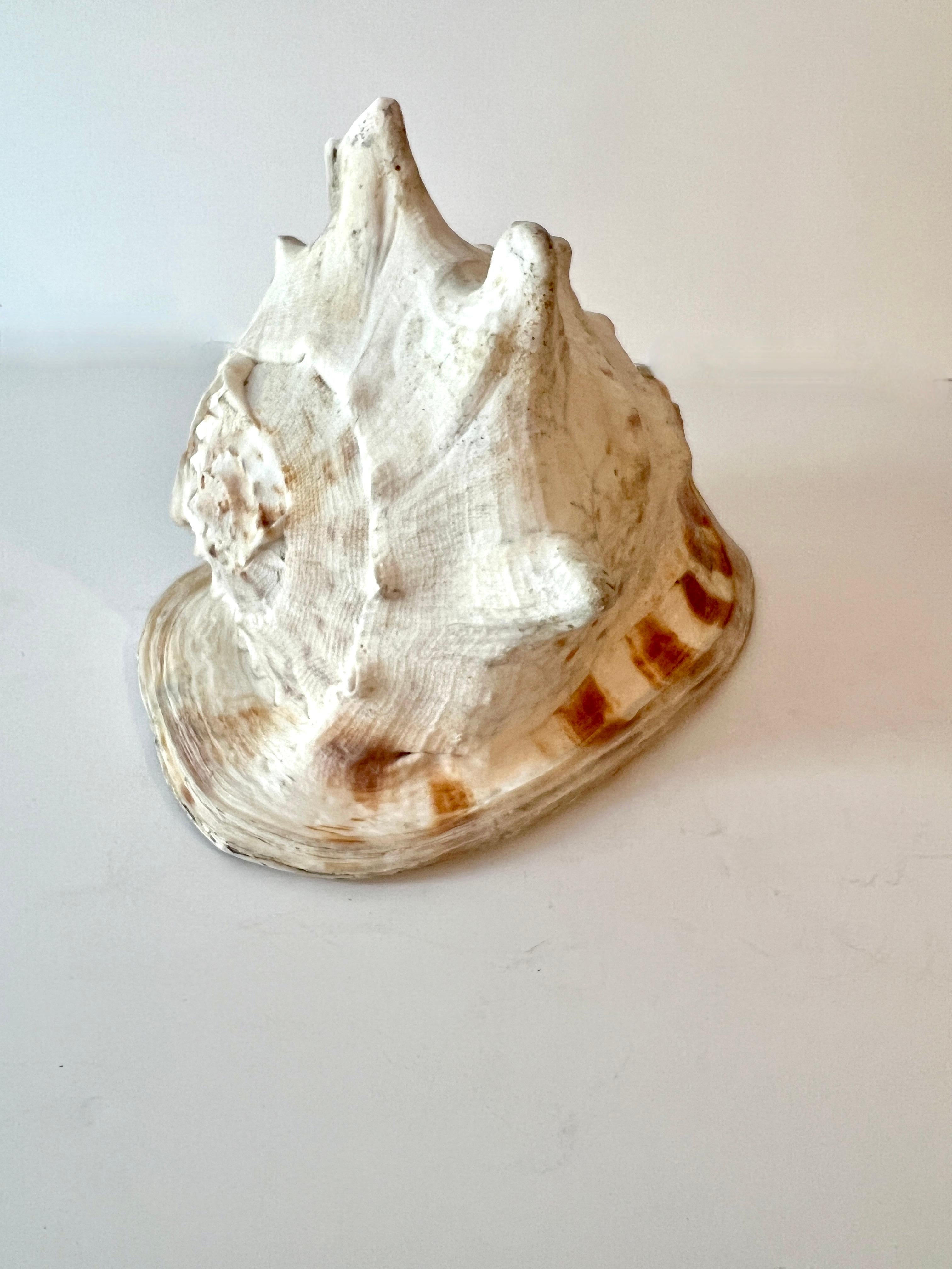 Large Decorative Conch Shell For Sale 1