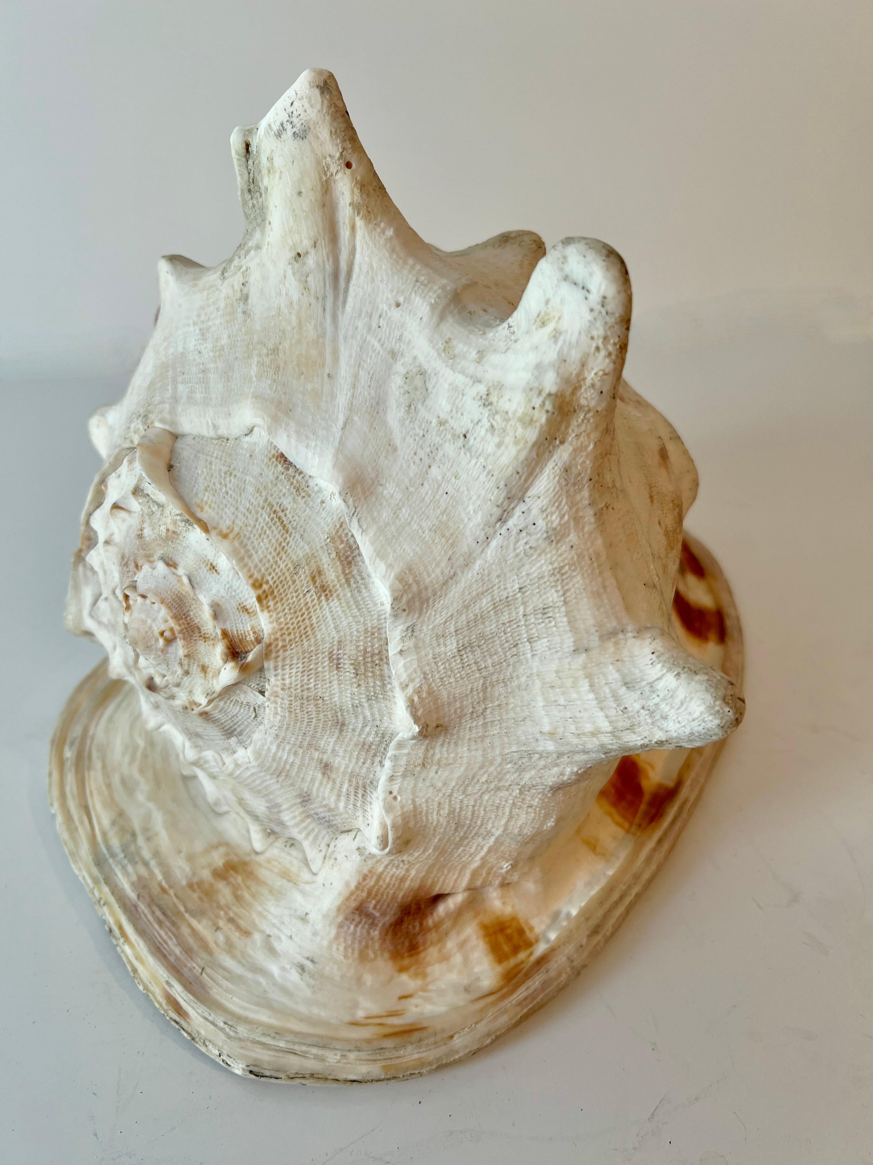 Large Decorative Conch Shell For Sale 2