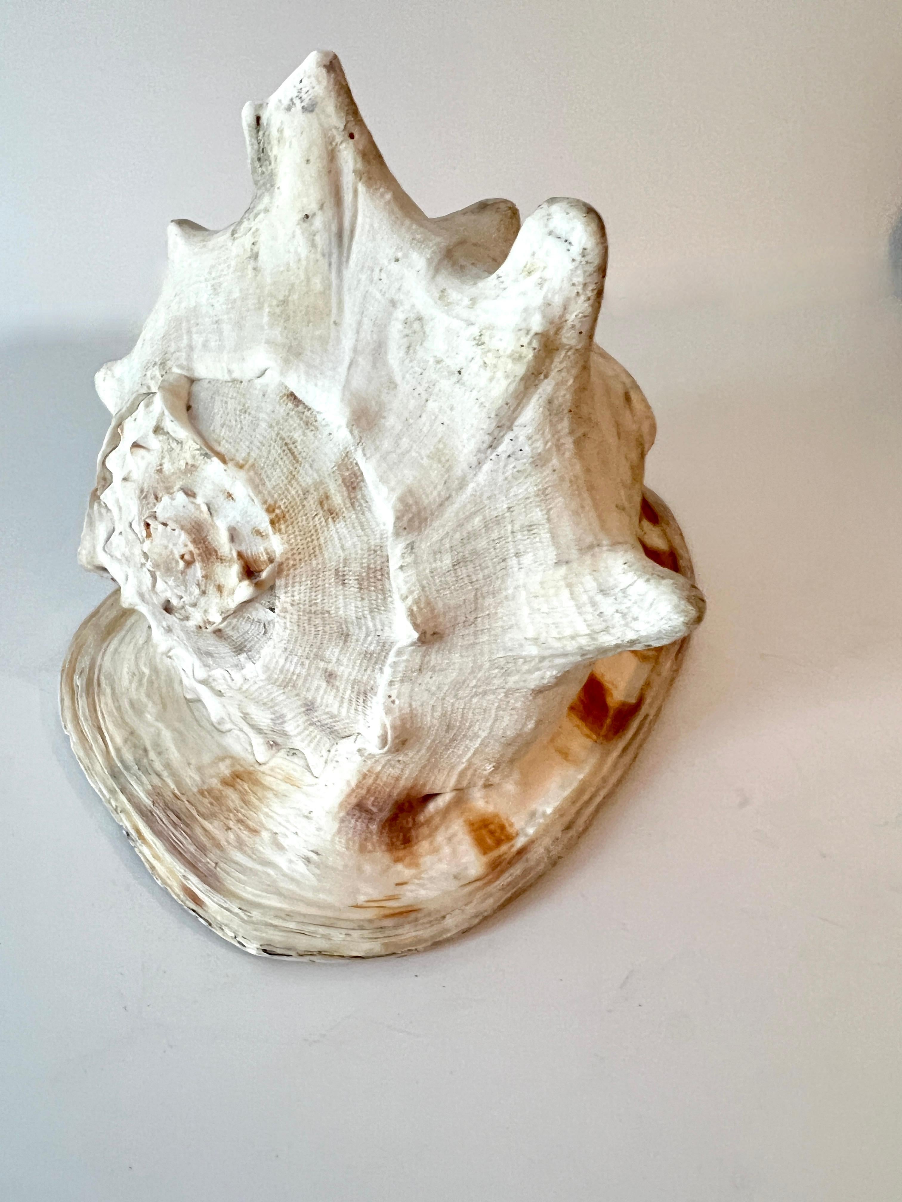 Large Decorative Conch Shell For Sale 3