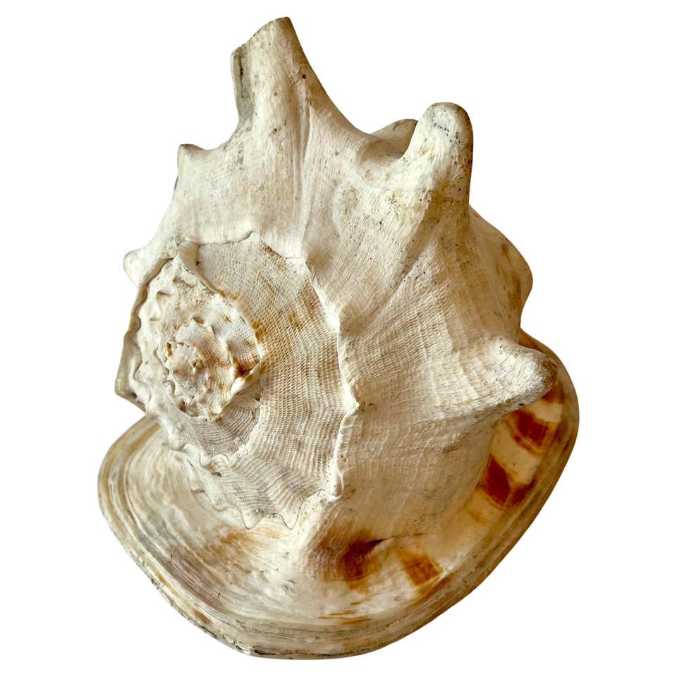 Vintage Monumental Coastal Plaster Conch Shell For Sale at 1stDibs