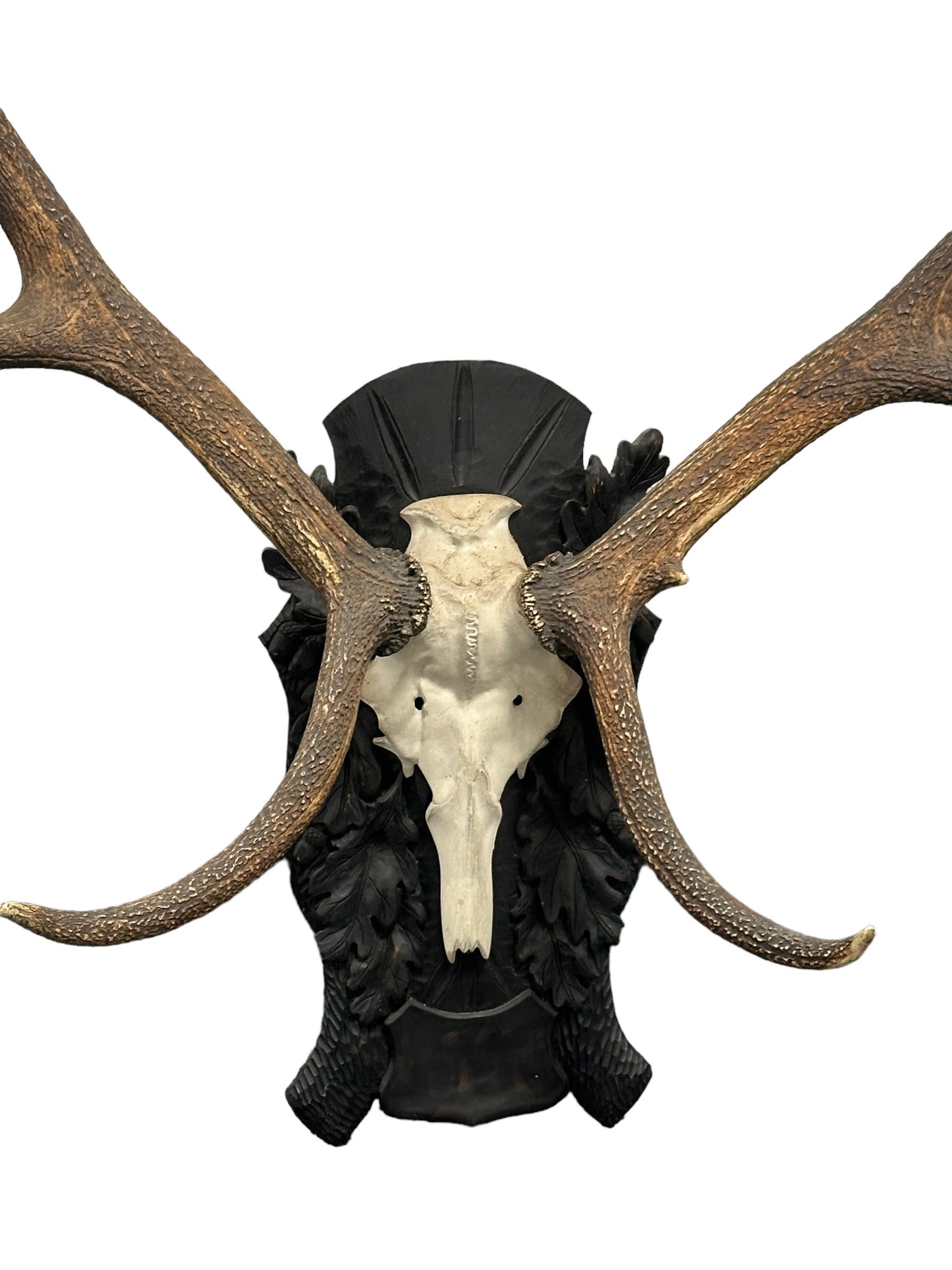 Here I have to offer a  pair of stunning large deer antlers on a metal skull. This unit is attached to a wood-carved Black Forest plaque. The trophy is sent dismantled to keep the shipping costs tolerable. It can be easily screwed together. This