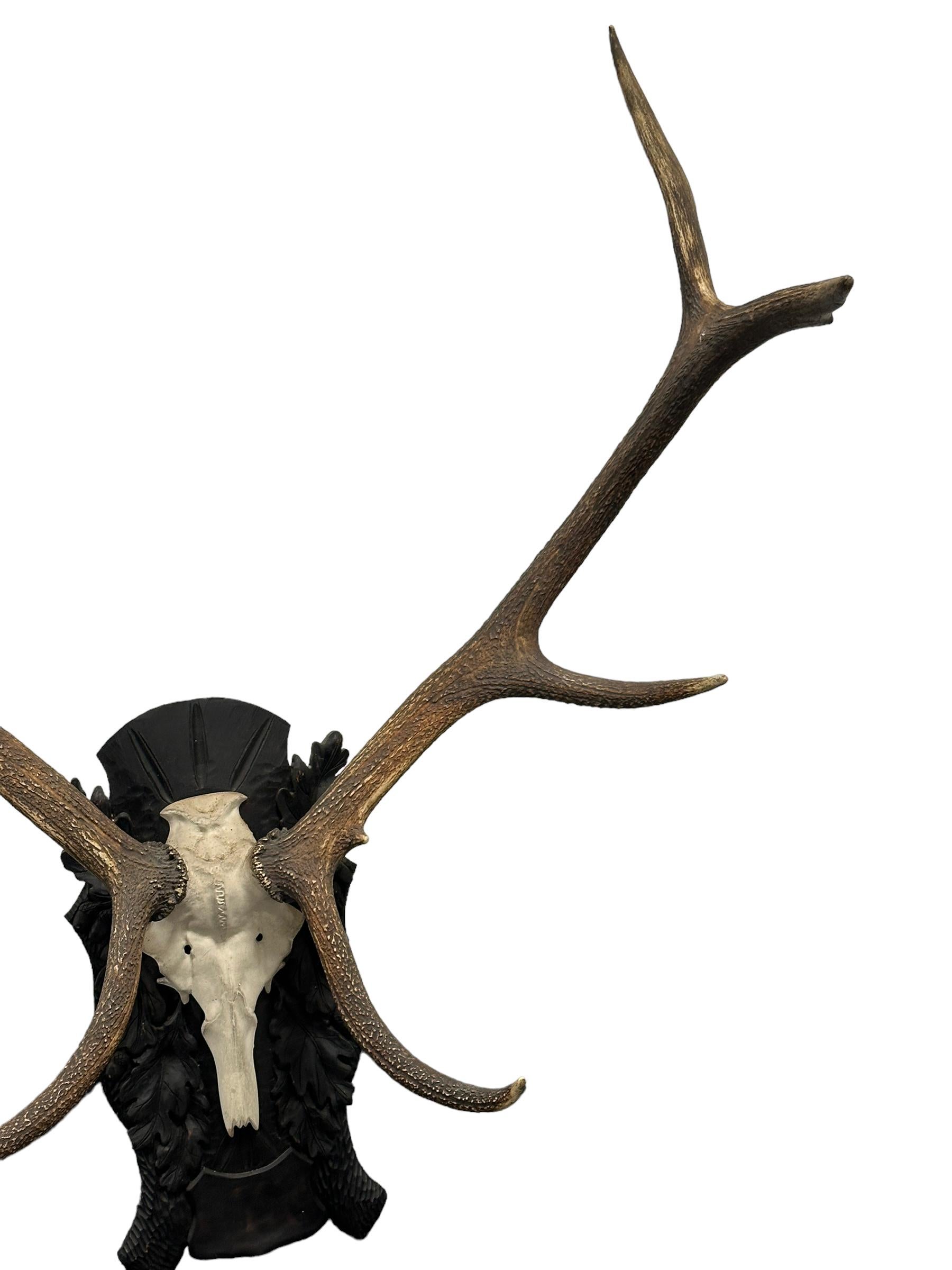 Folk Art Large Deer Antler Trophy Vintage Black Forest Wood Carved Plaque, Austria, 1930s For Sale